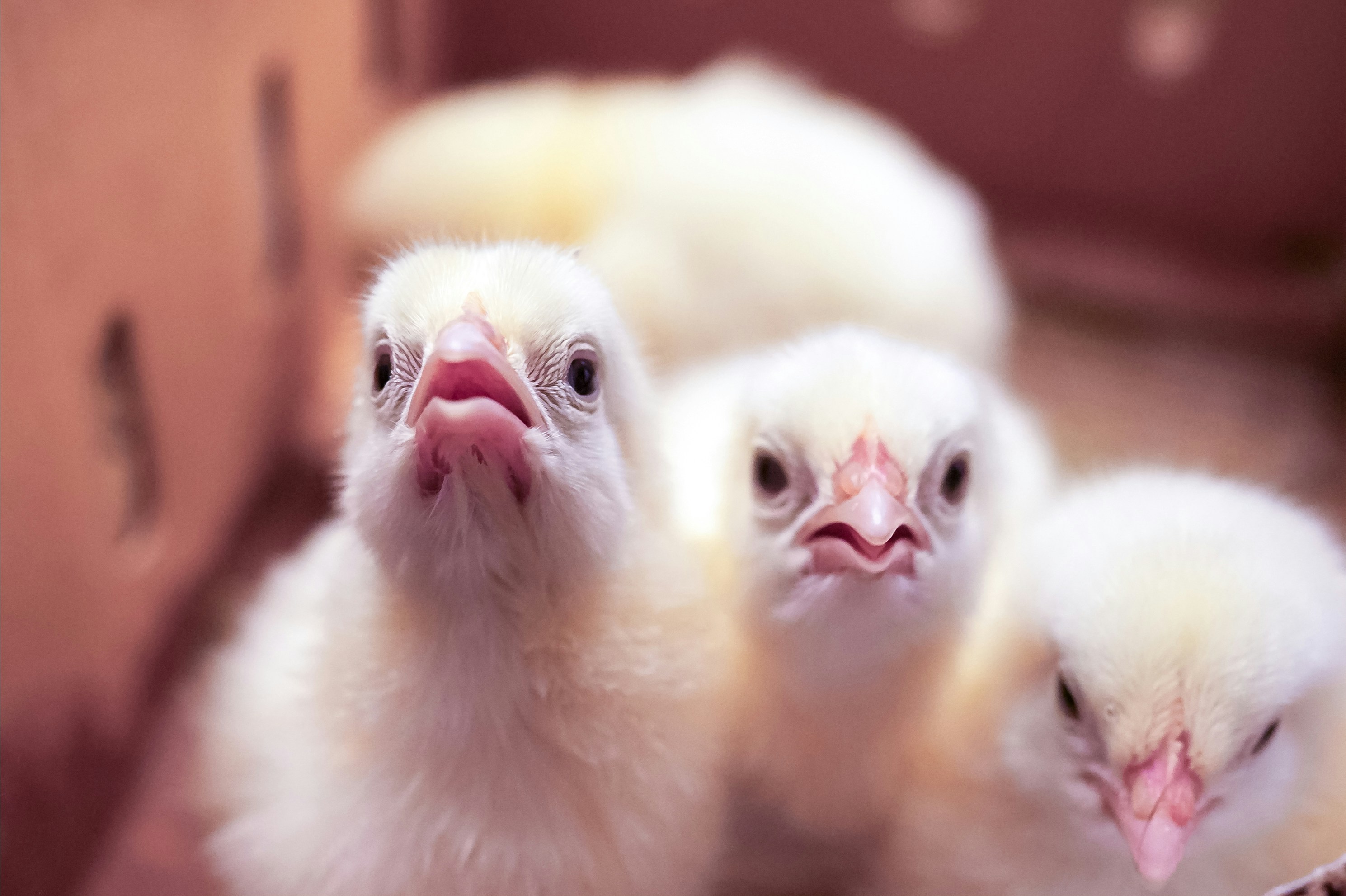 Photo by brocoleemonade