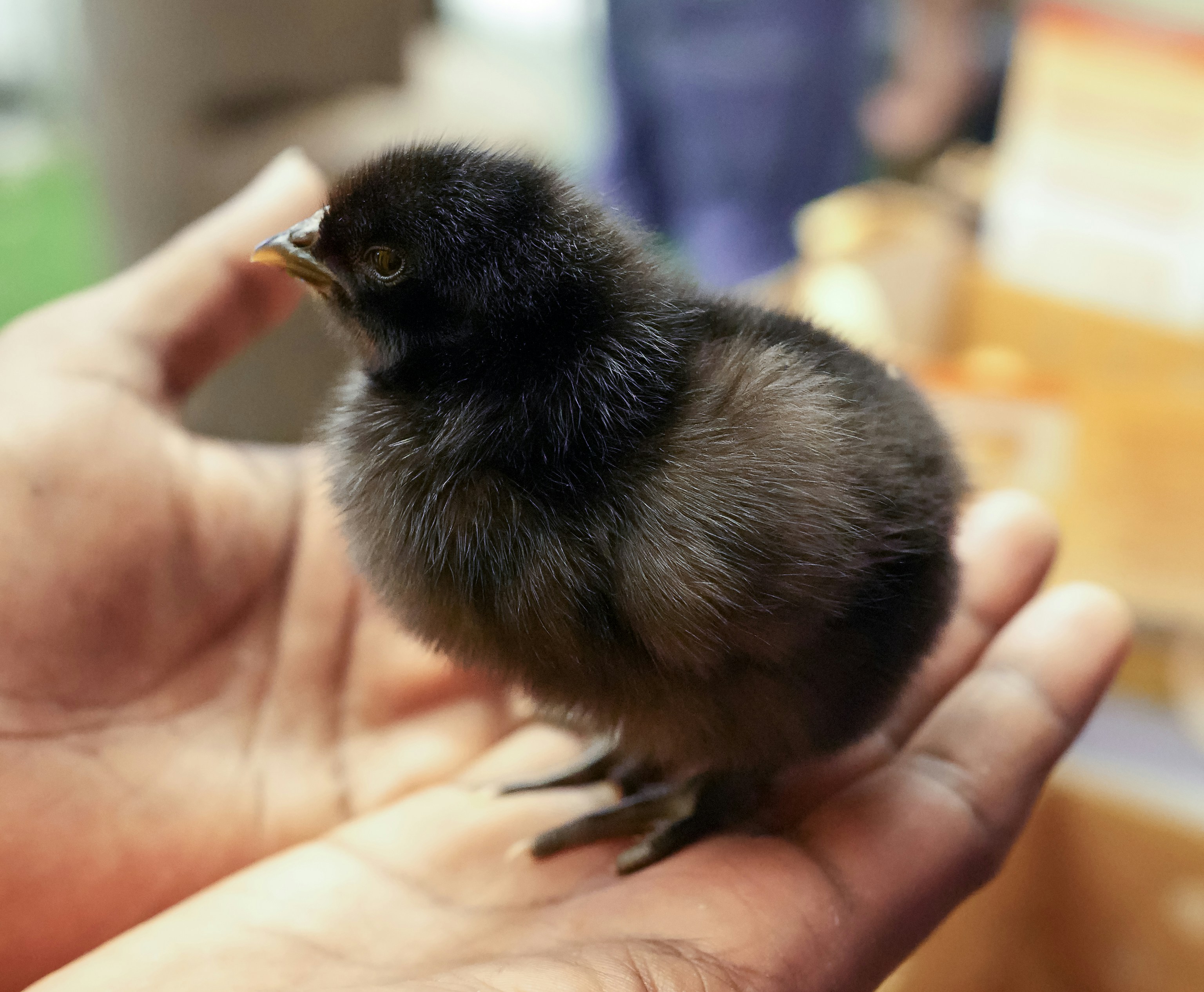 Photo by brocoleemonade