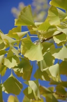 Ginkgo Biloba
