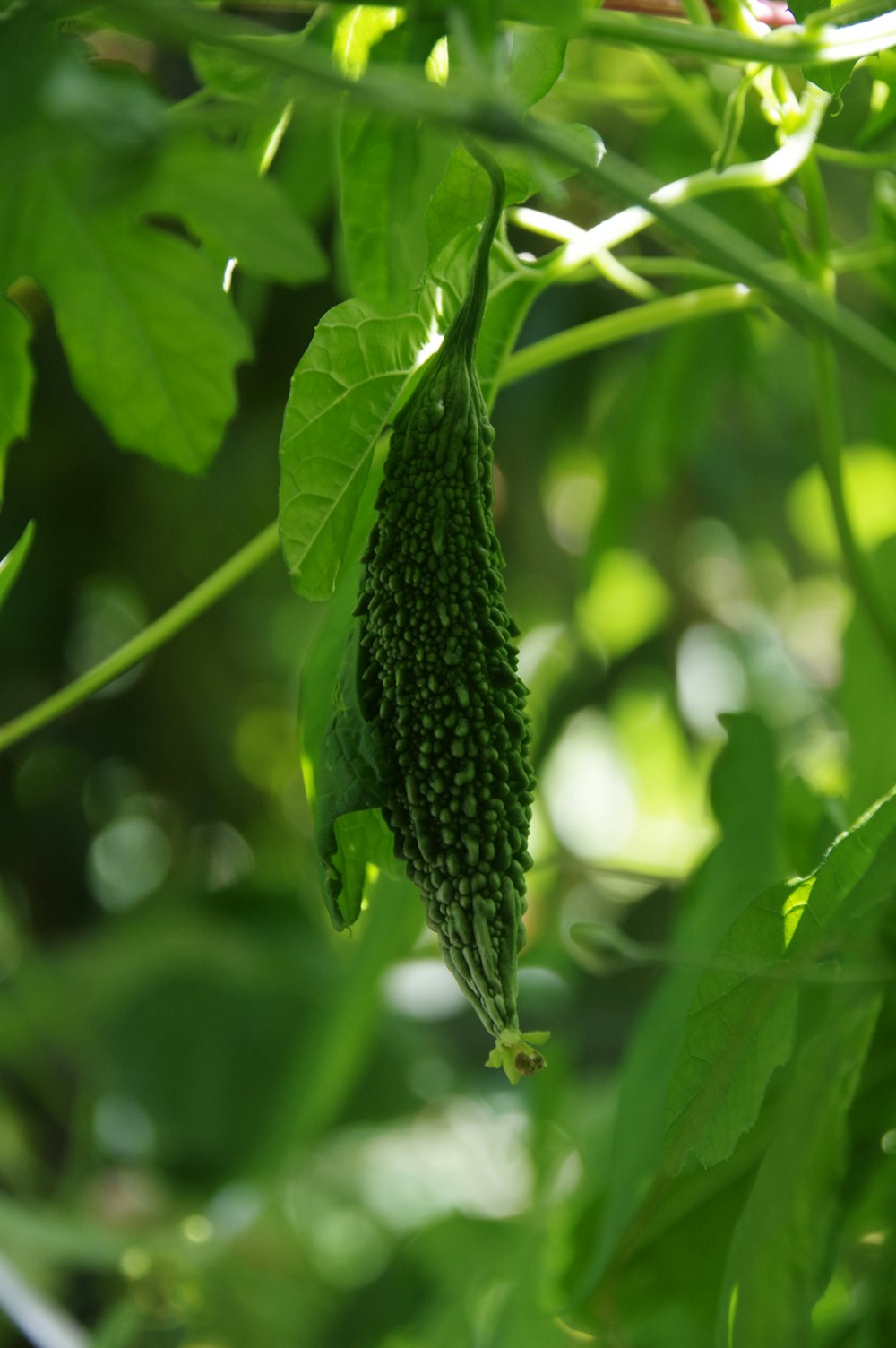 Bitter Melon