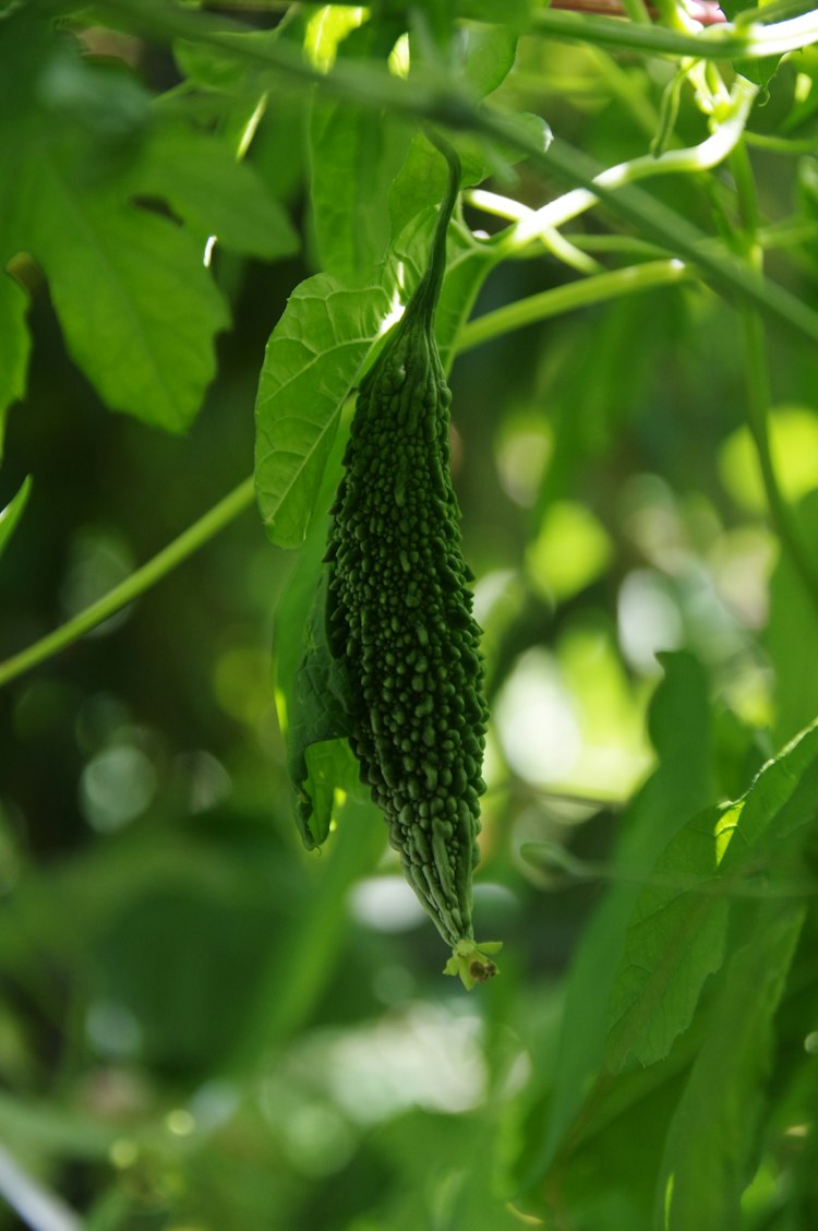 Bitter Melon