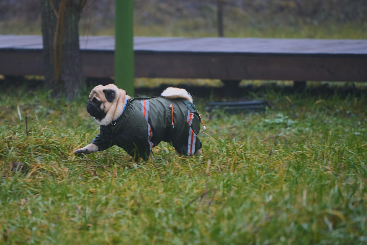 Pug wearing a green winter coat on a walk
