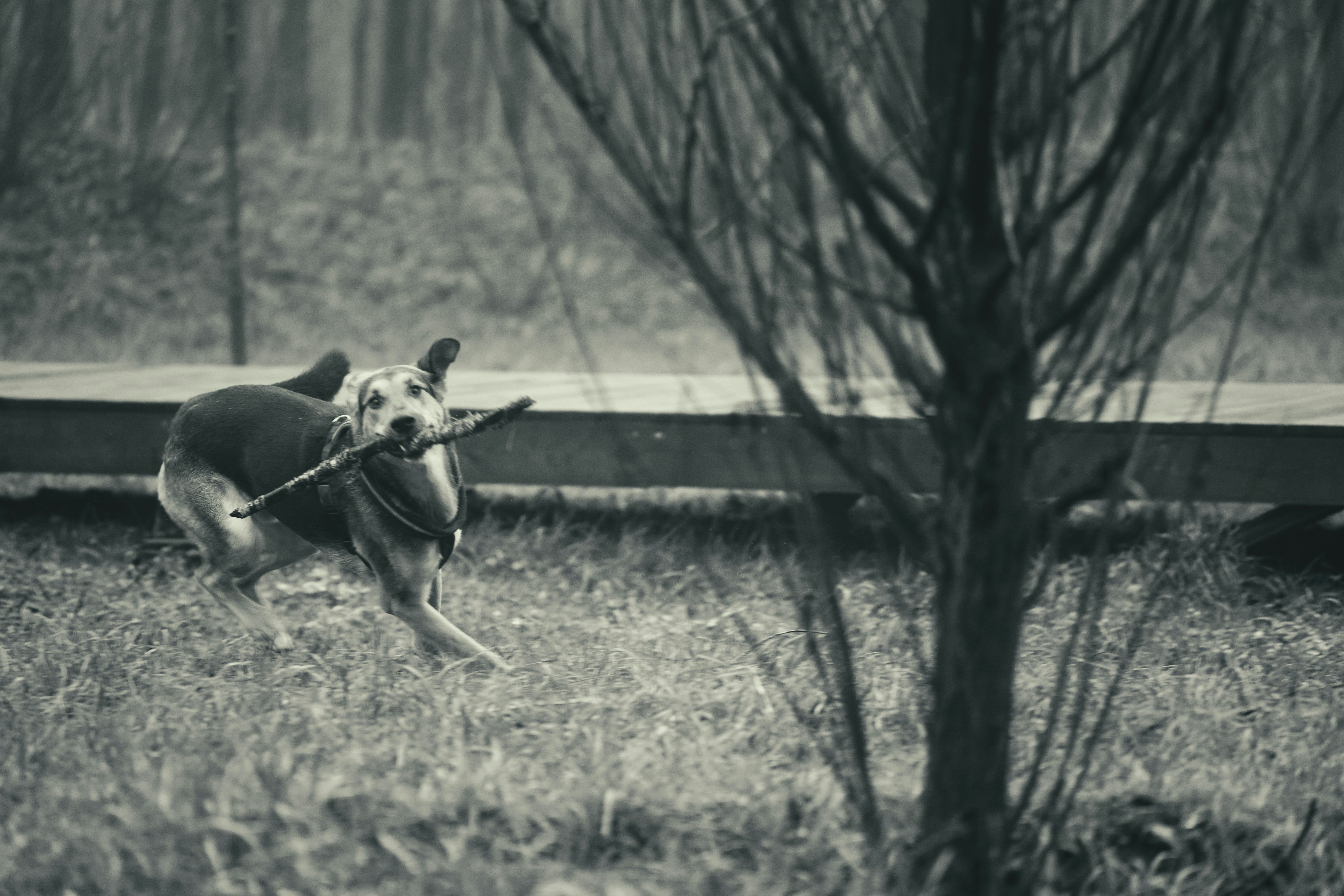 Dog showing body language