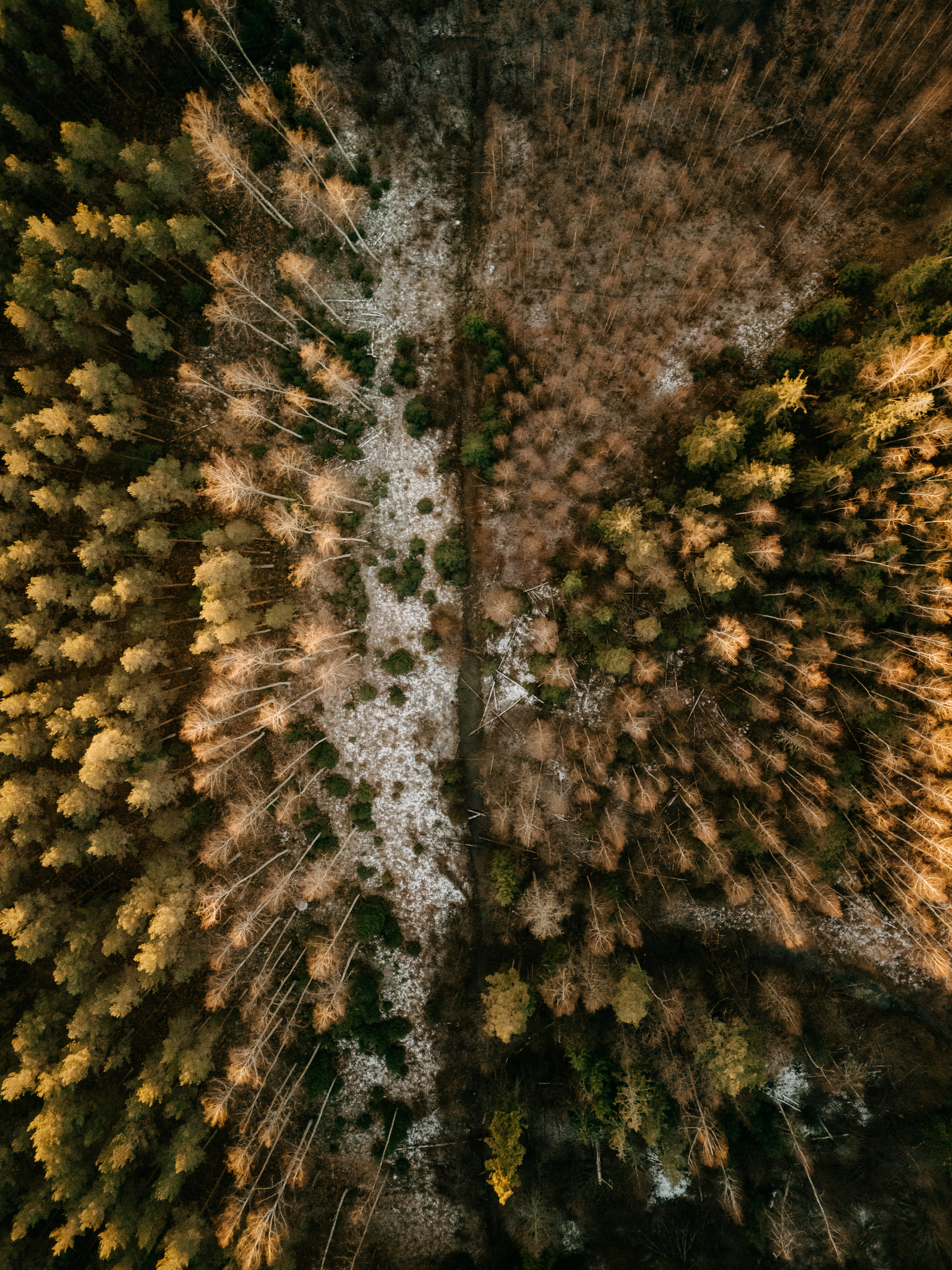 Aerial view of a forest path dividing seasons