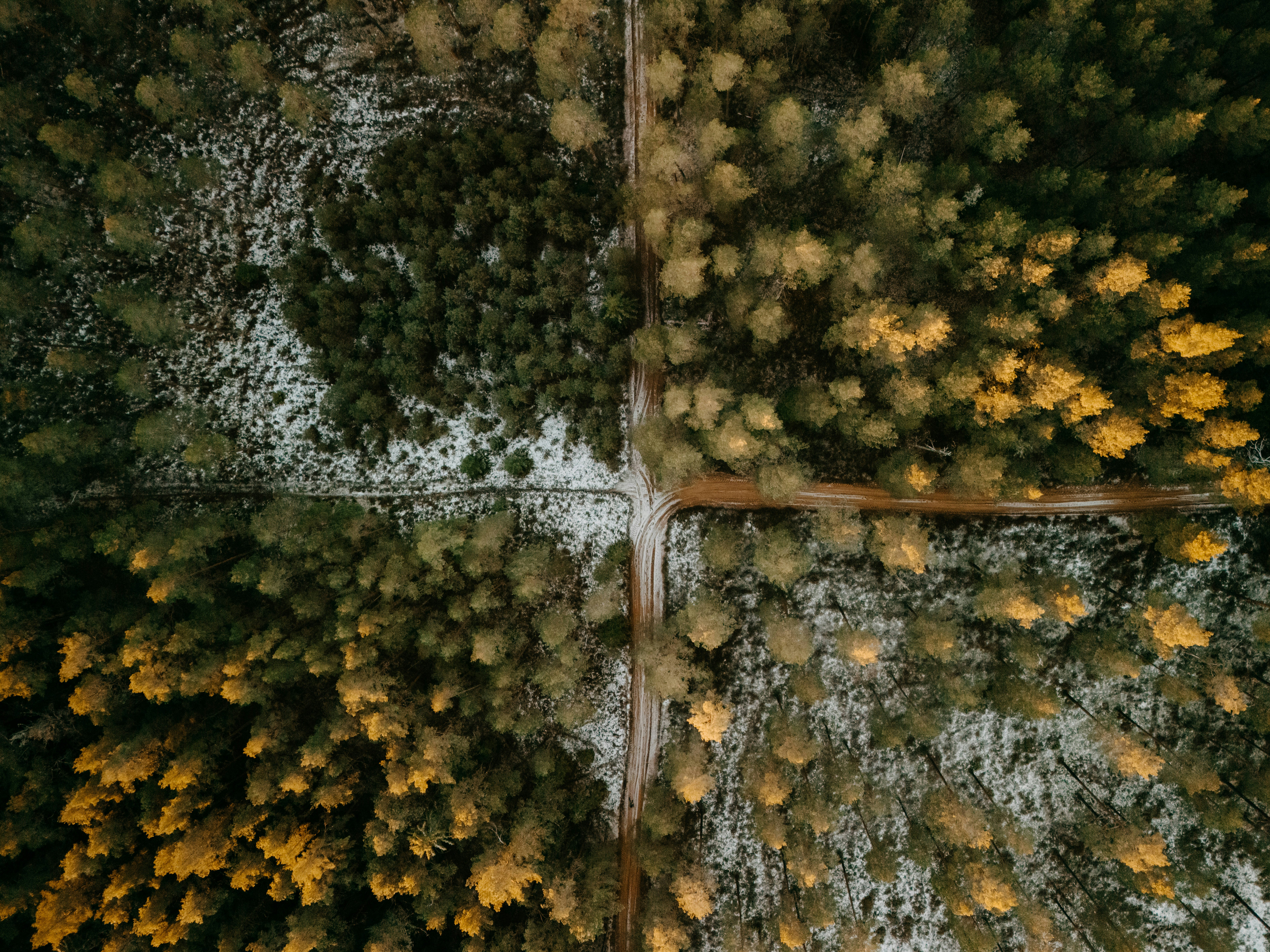 Aerial view of a forest divided by seasons