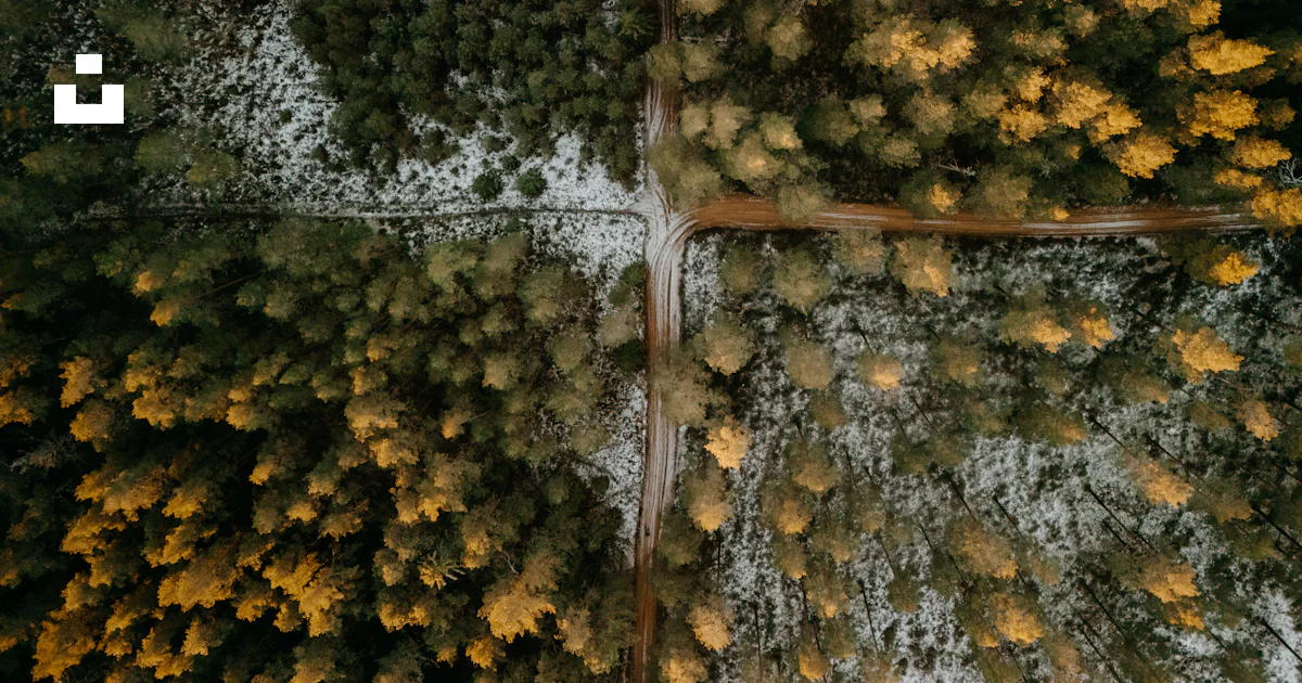Aerial view of a forest divided by seasons photo – Free Forest Image on ...