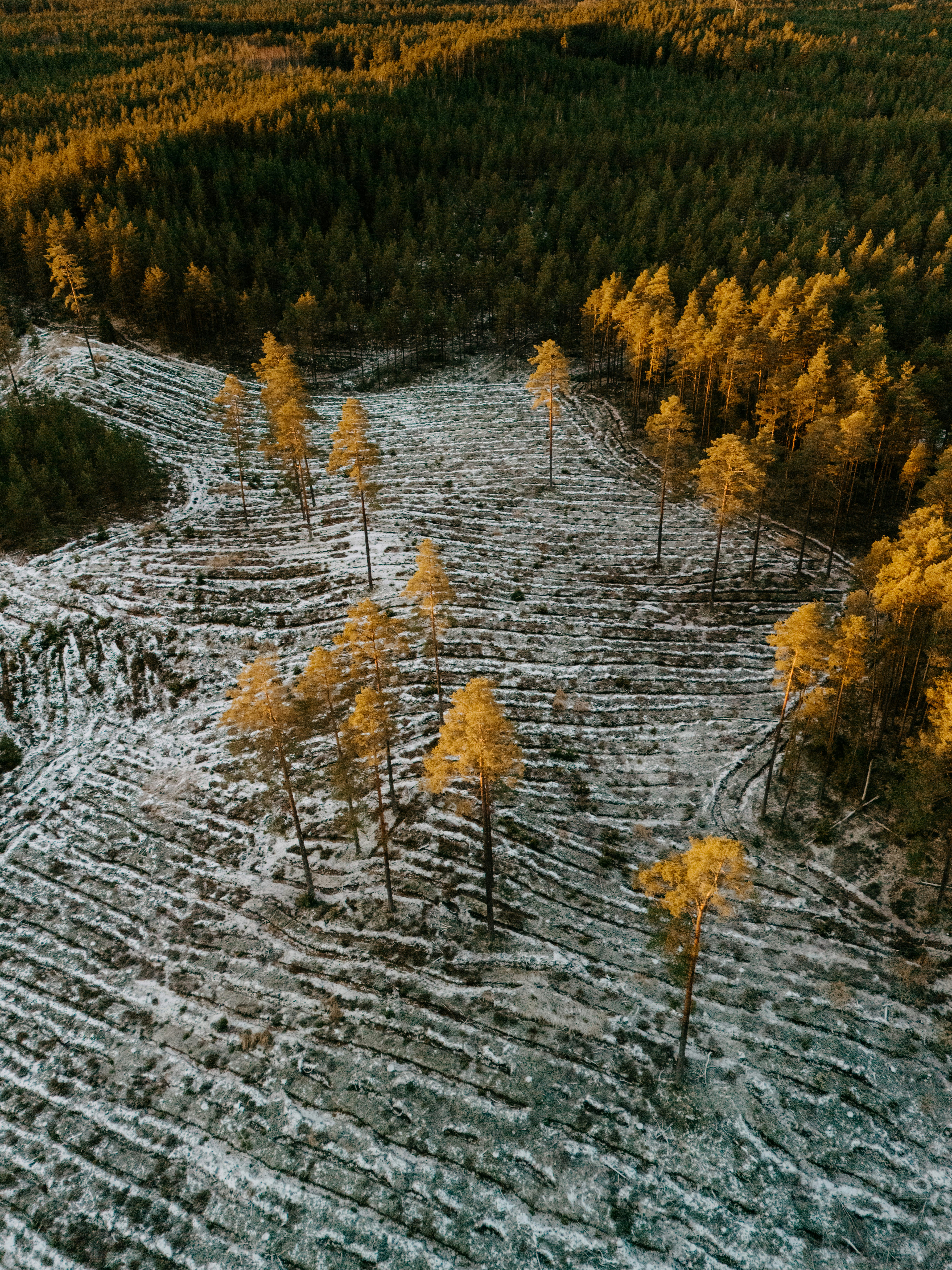 Deforested area with scattered pine trees and morning light