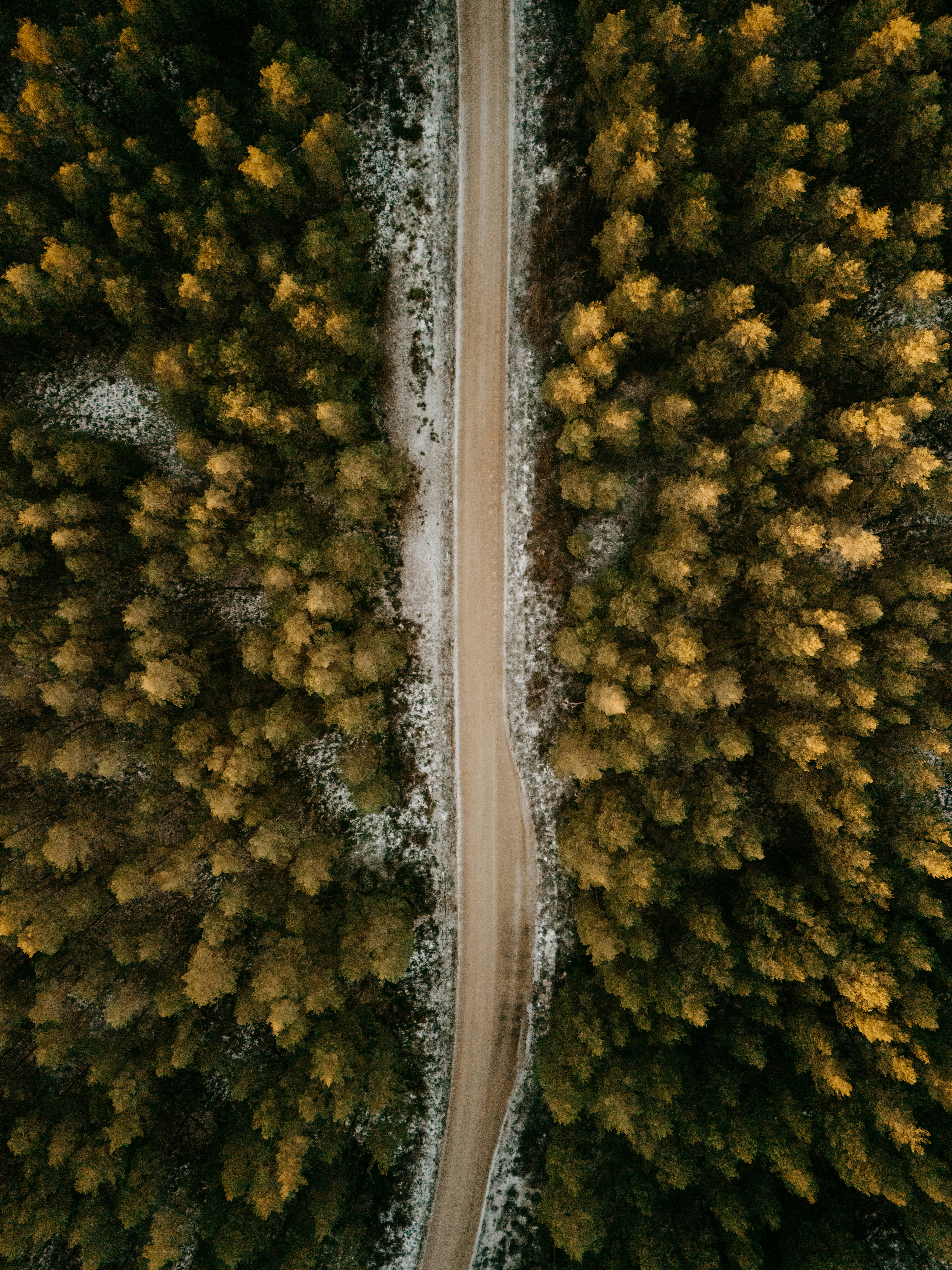 A dirt road cuts through a dense forest.