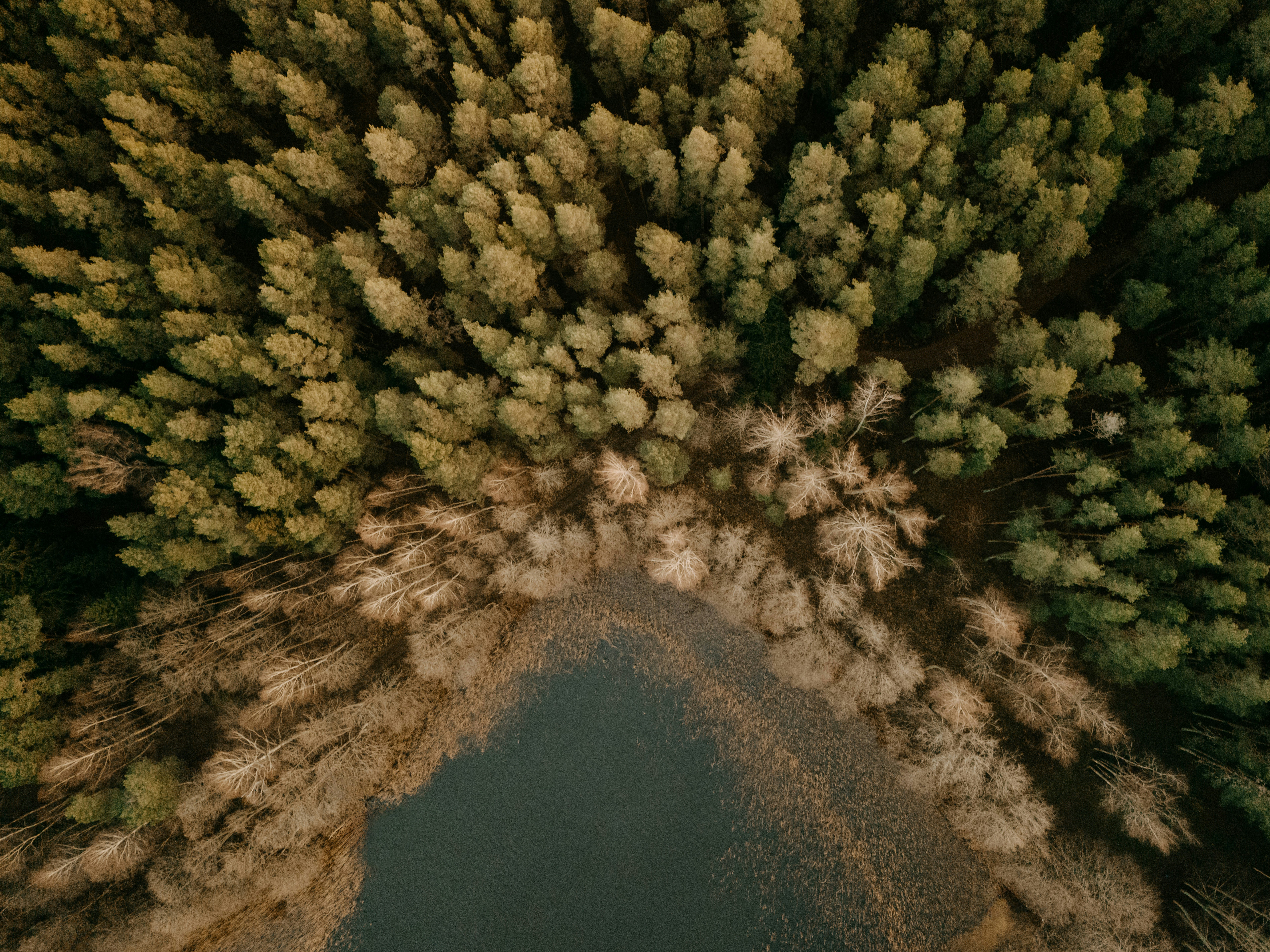 Aerial view of a forest bordering a dark lake