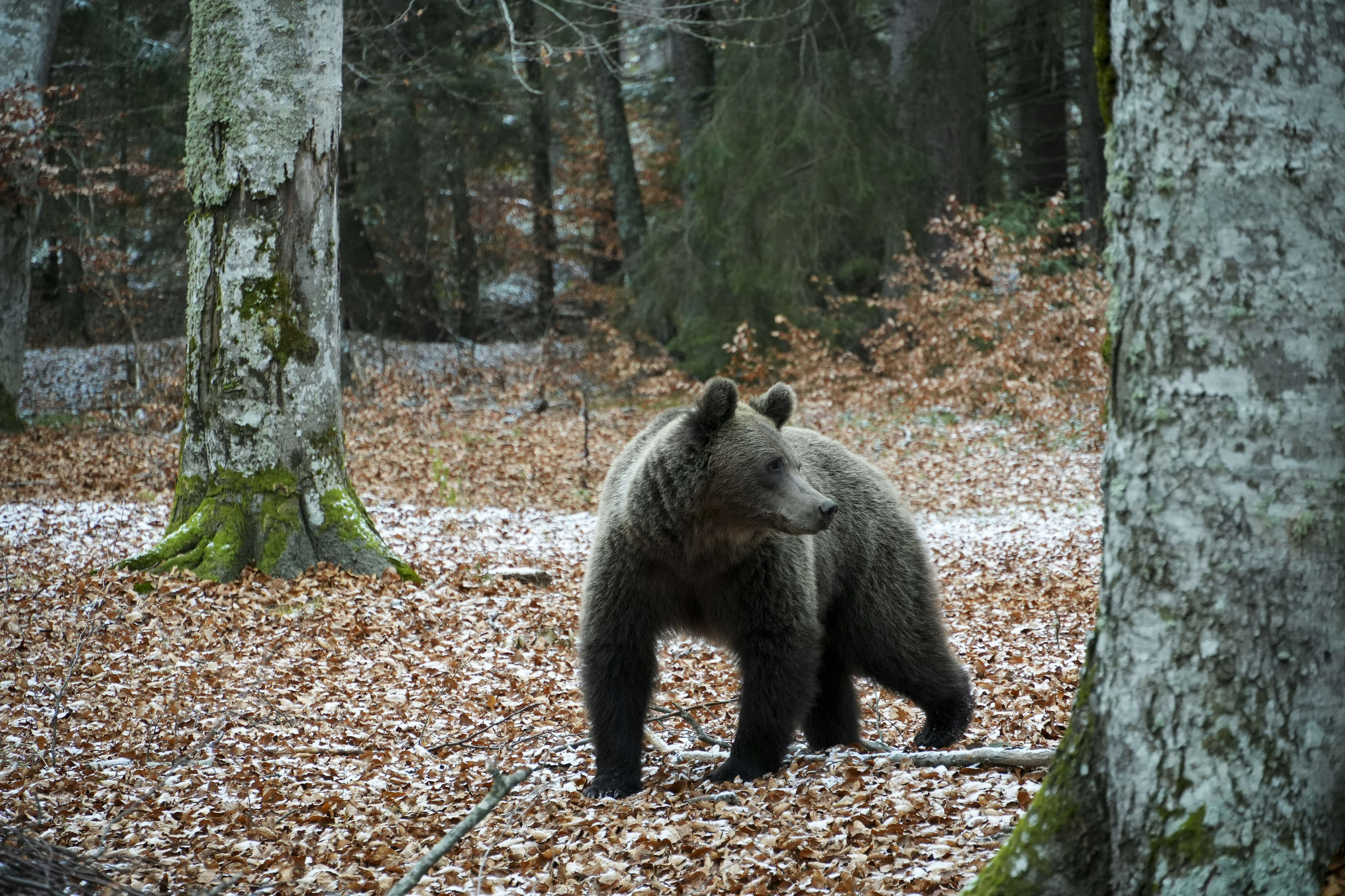 A brown bear stands in a forest with fallen leaves.