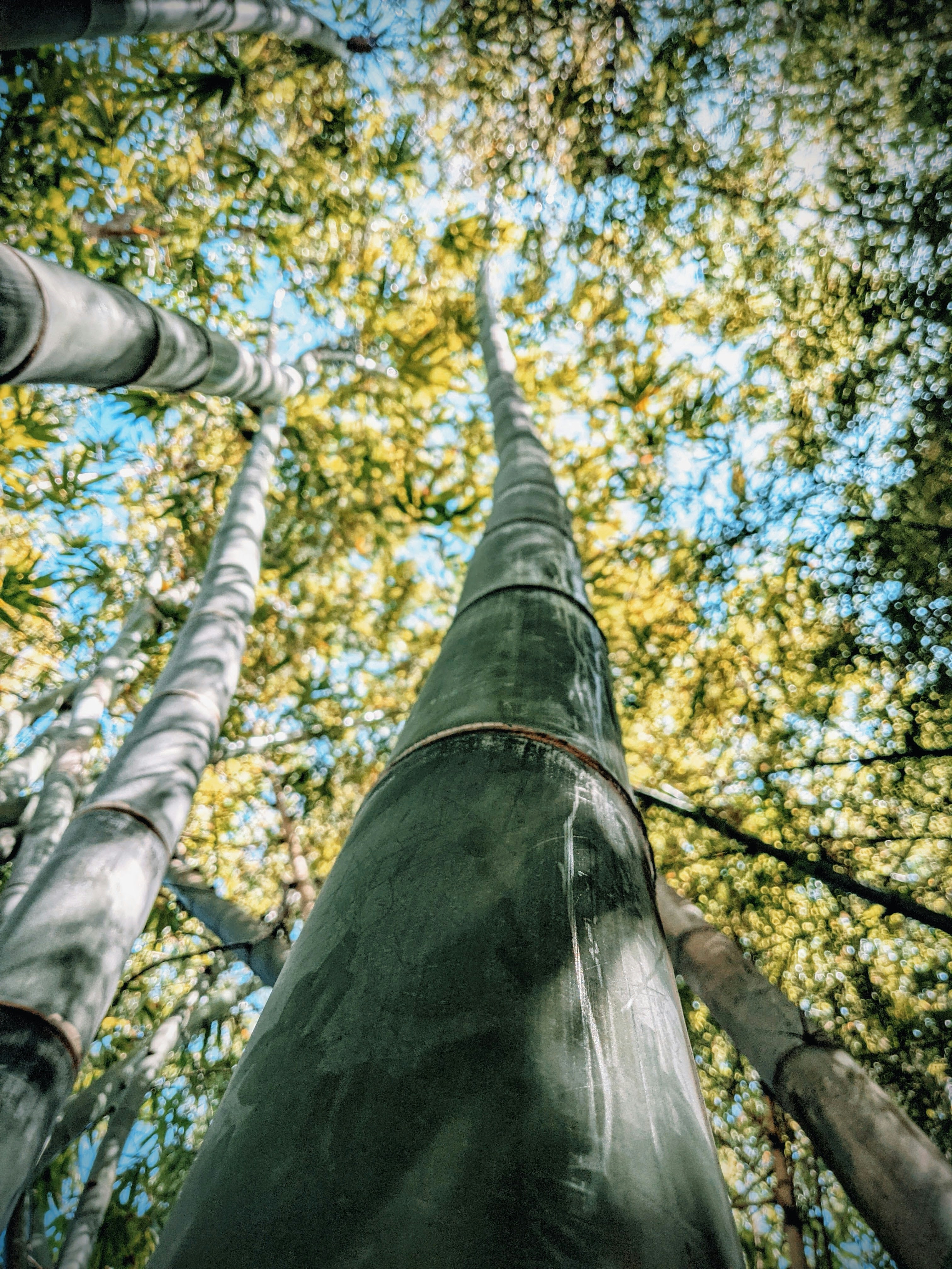 Looking up through tall bamboo stalks towards the sky