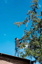 Man on roof trimming tree branches with pole saw