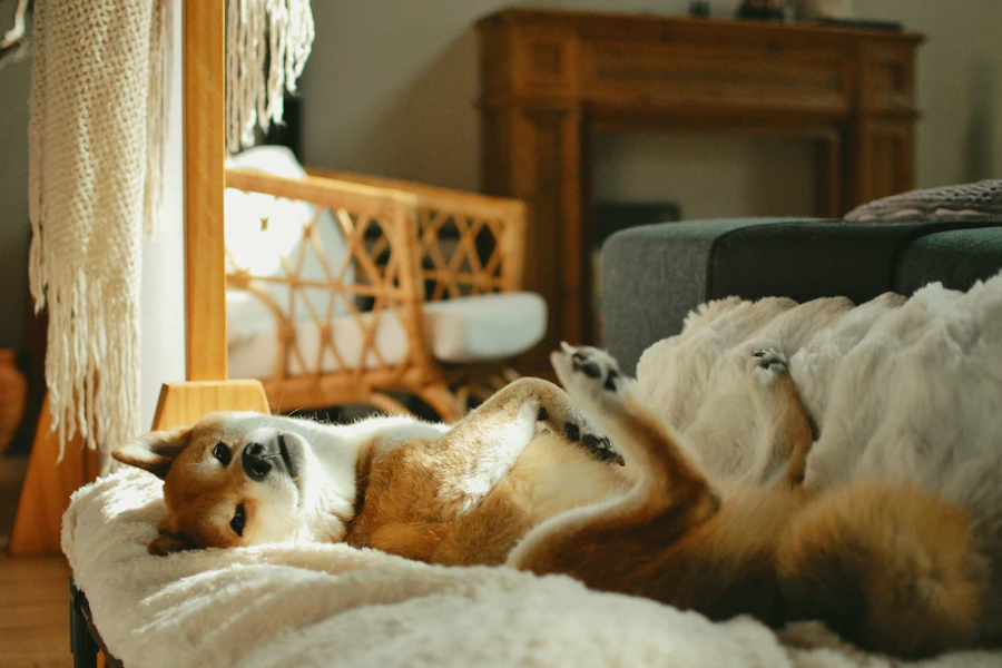 部屋でくつろぐ柴犬