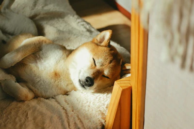 A shiba inu dog sleeping peacefully in the sun.