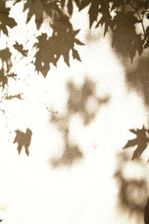 Shadows of leaves on a textured wall