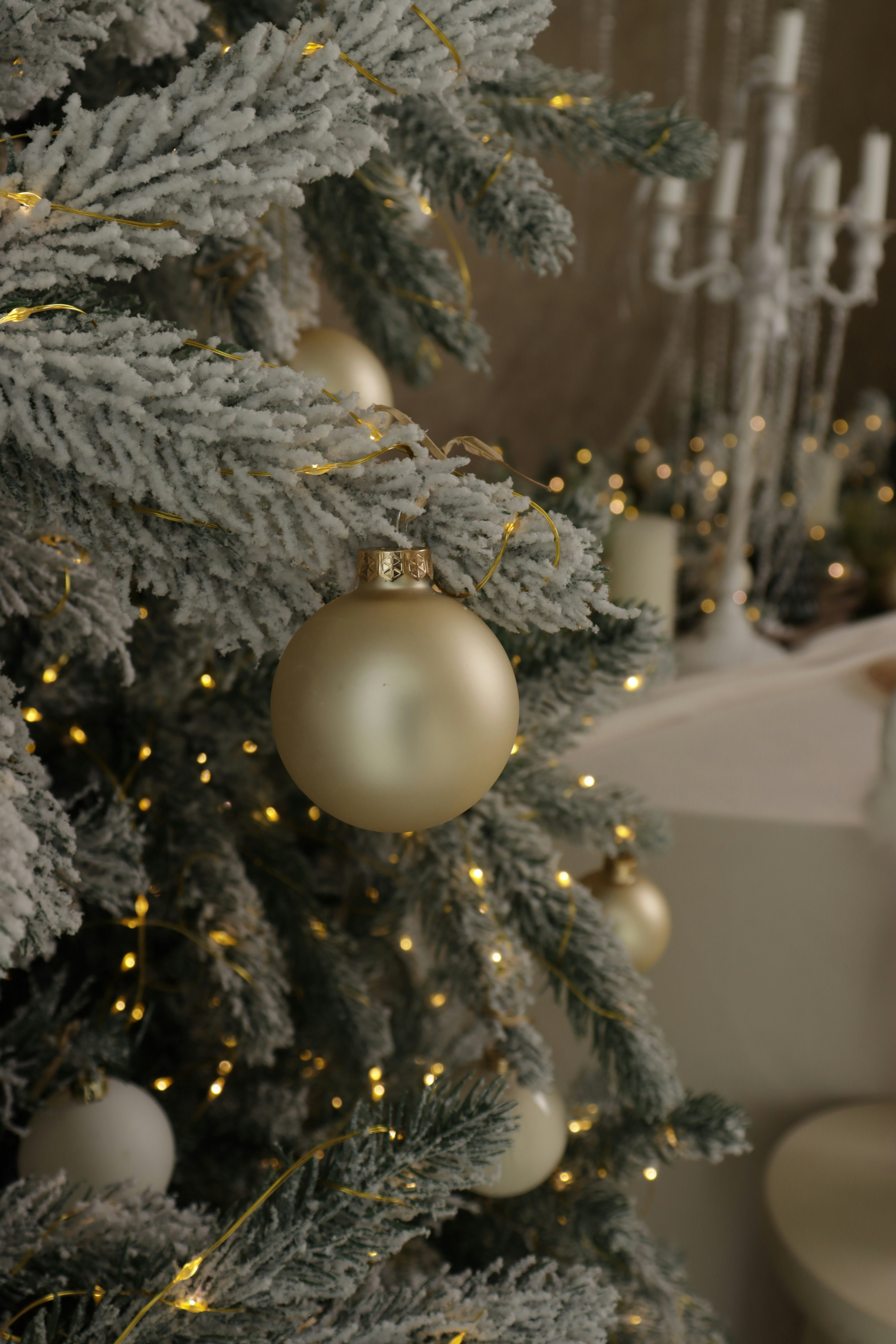 Photo by bored_mongoose