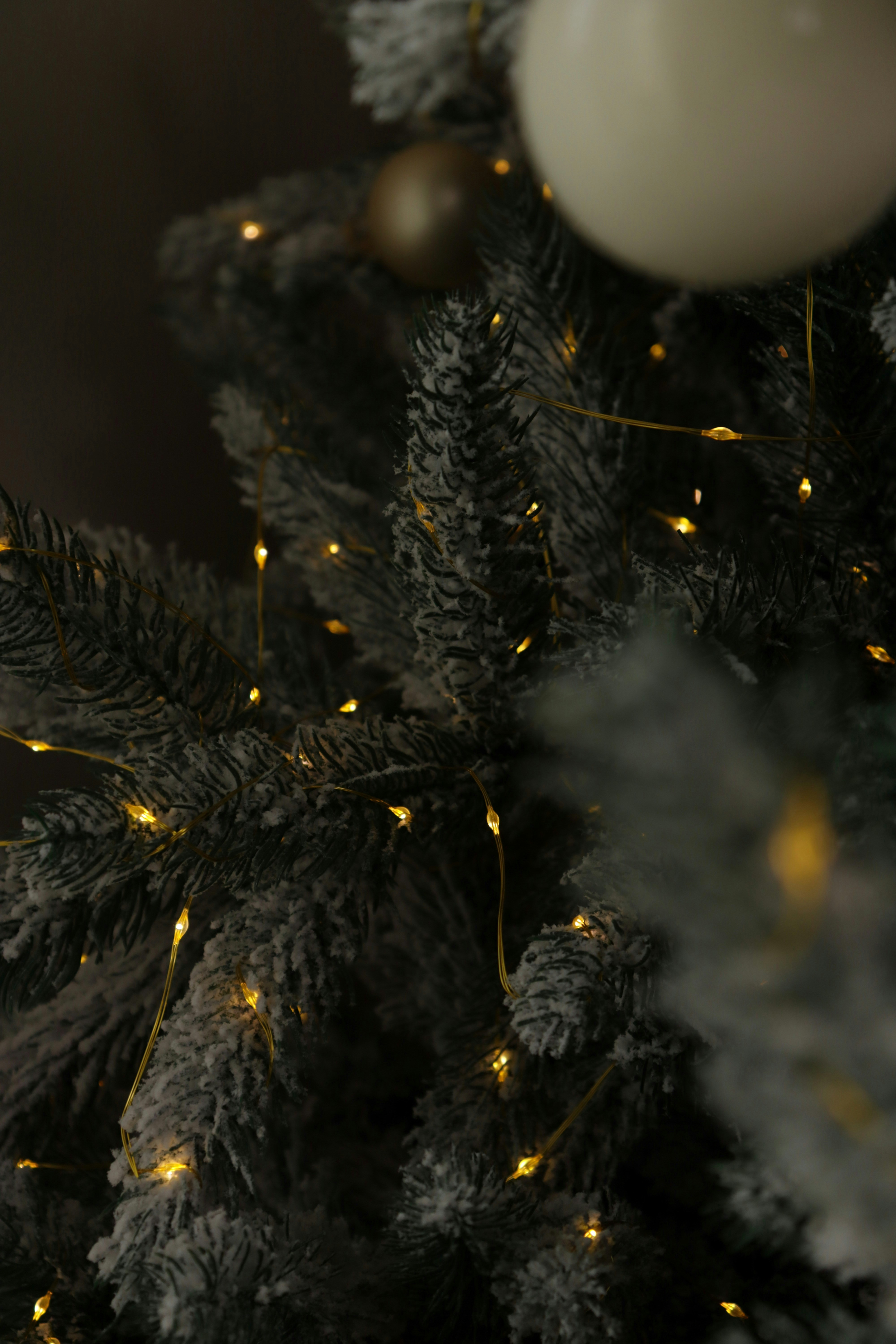 Photo by bored_mongoose