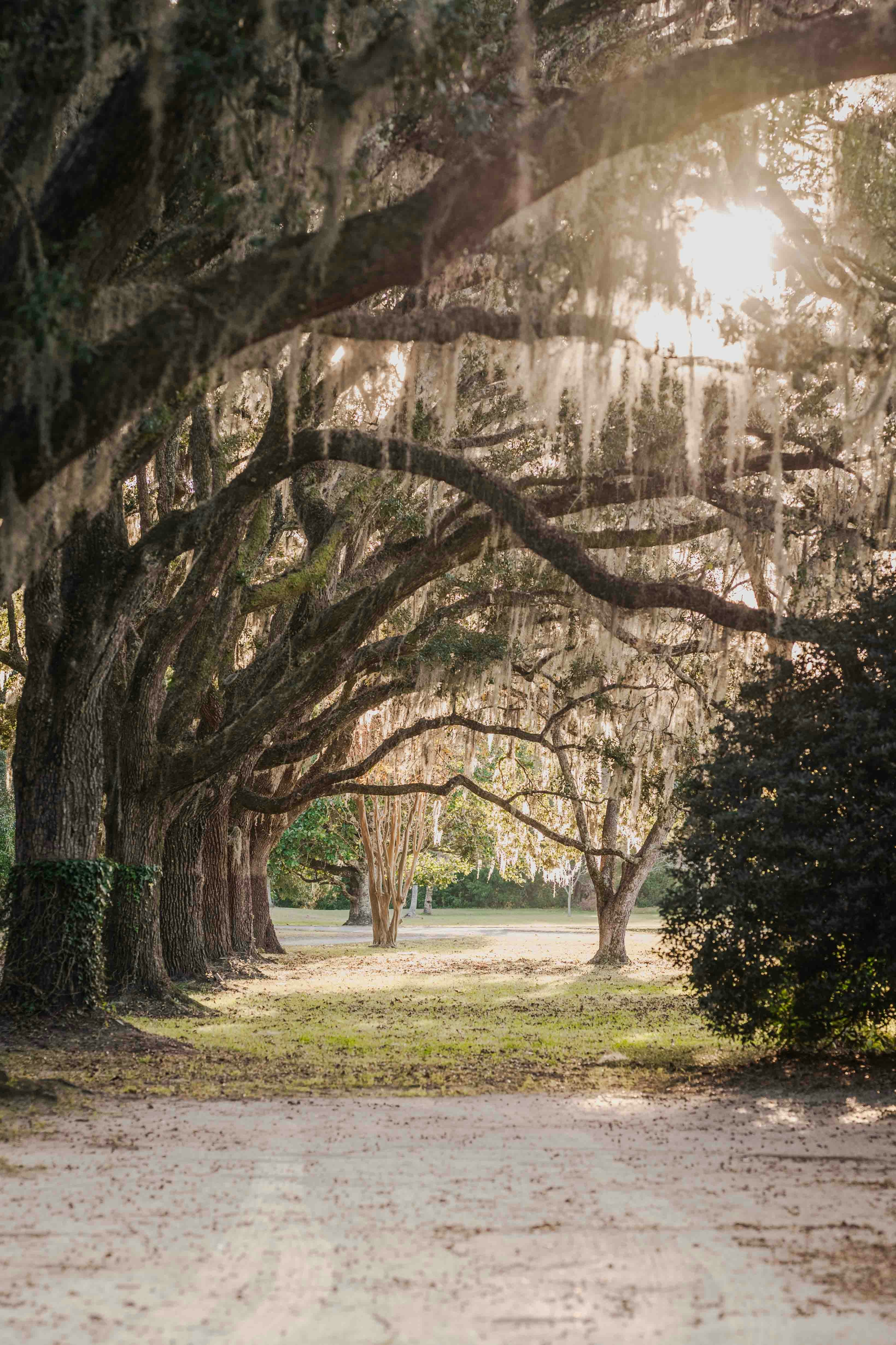 Sunlight filters through moss-draped oak trees lining a path.