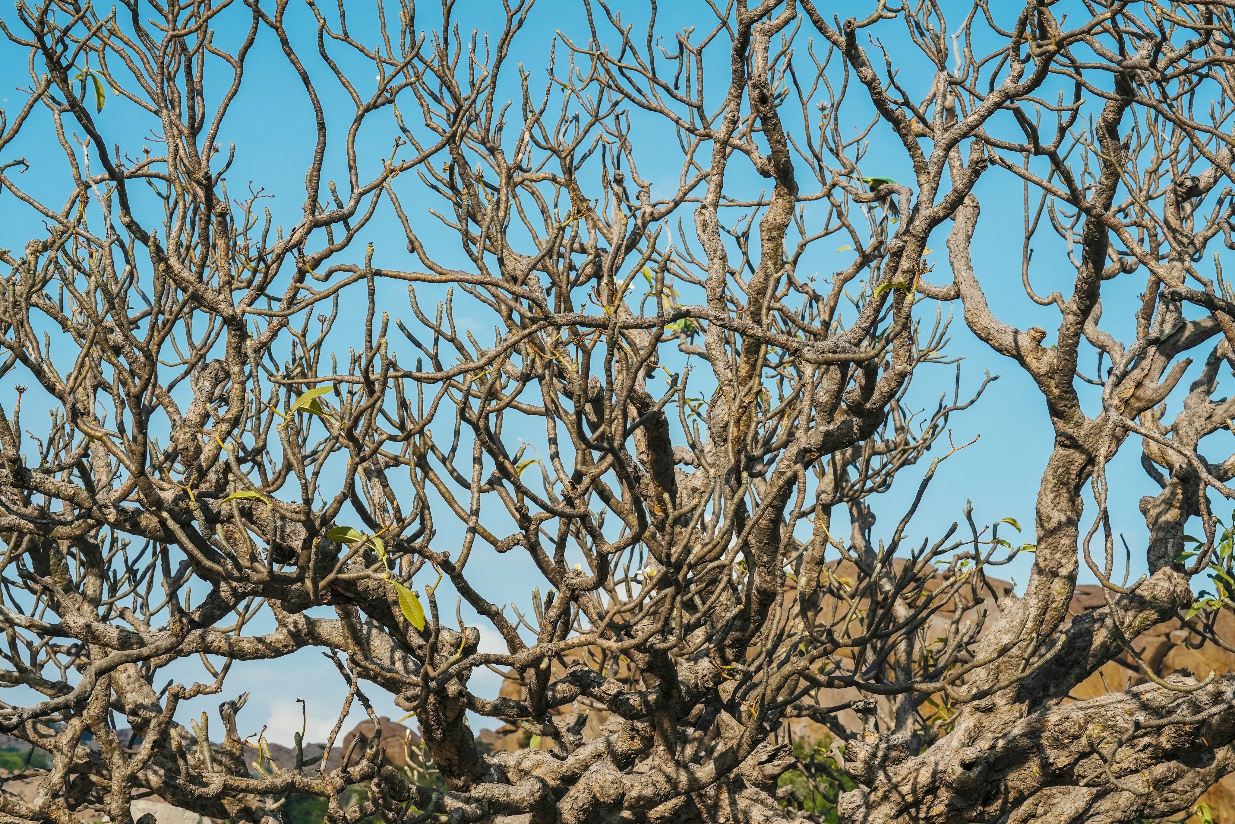 Photo by prakashraophotography