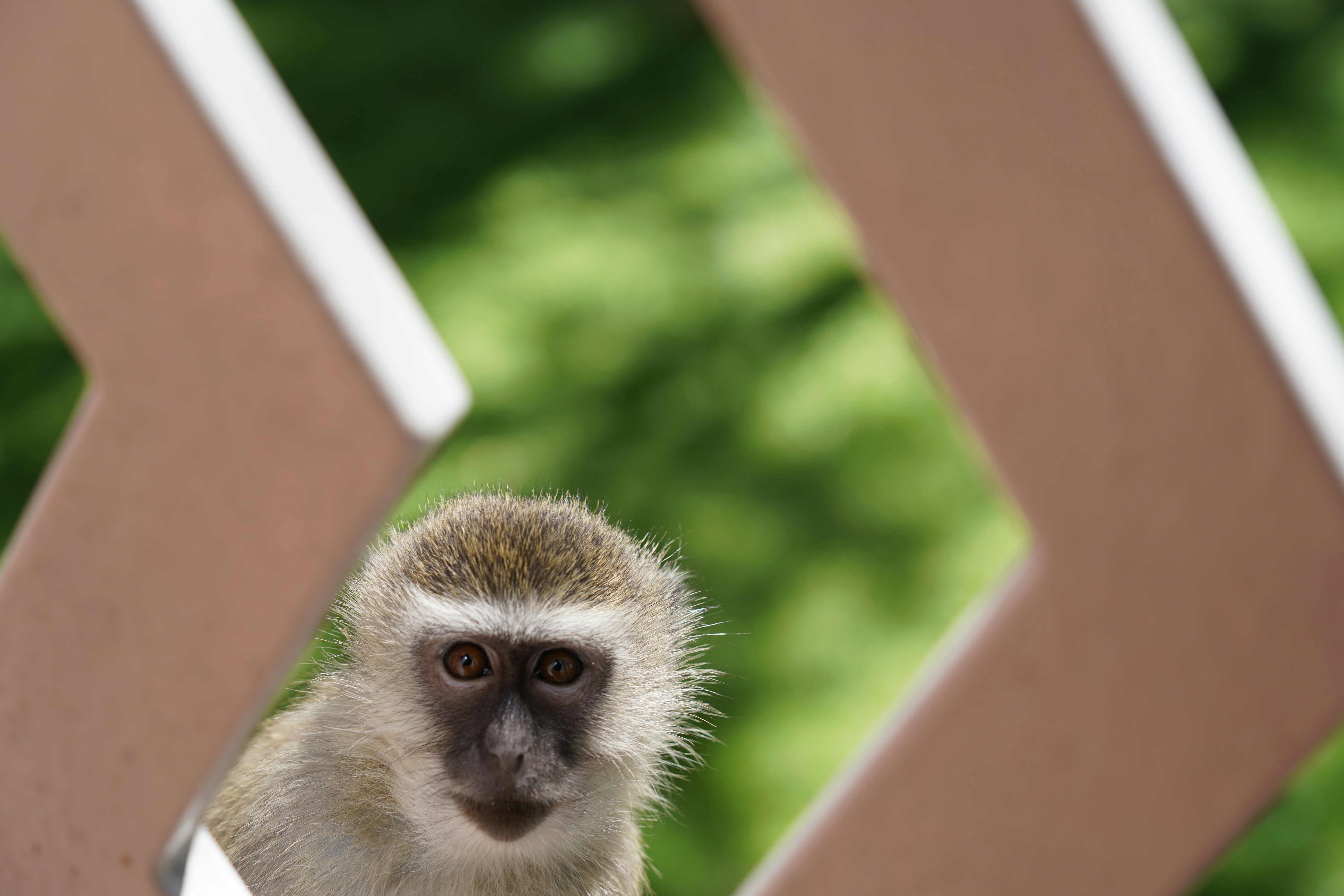 A small monkey peeking through a fence.