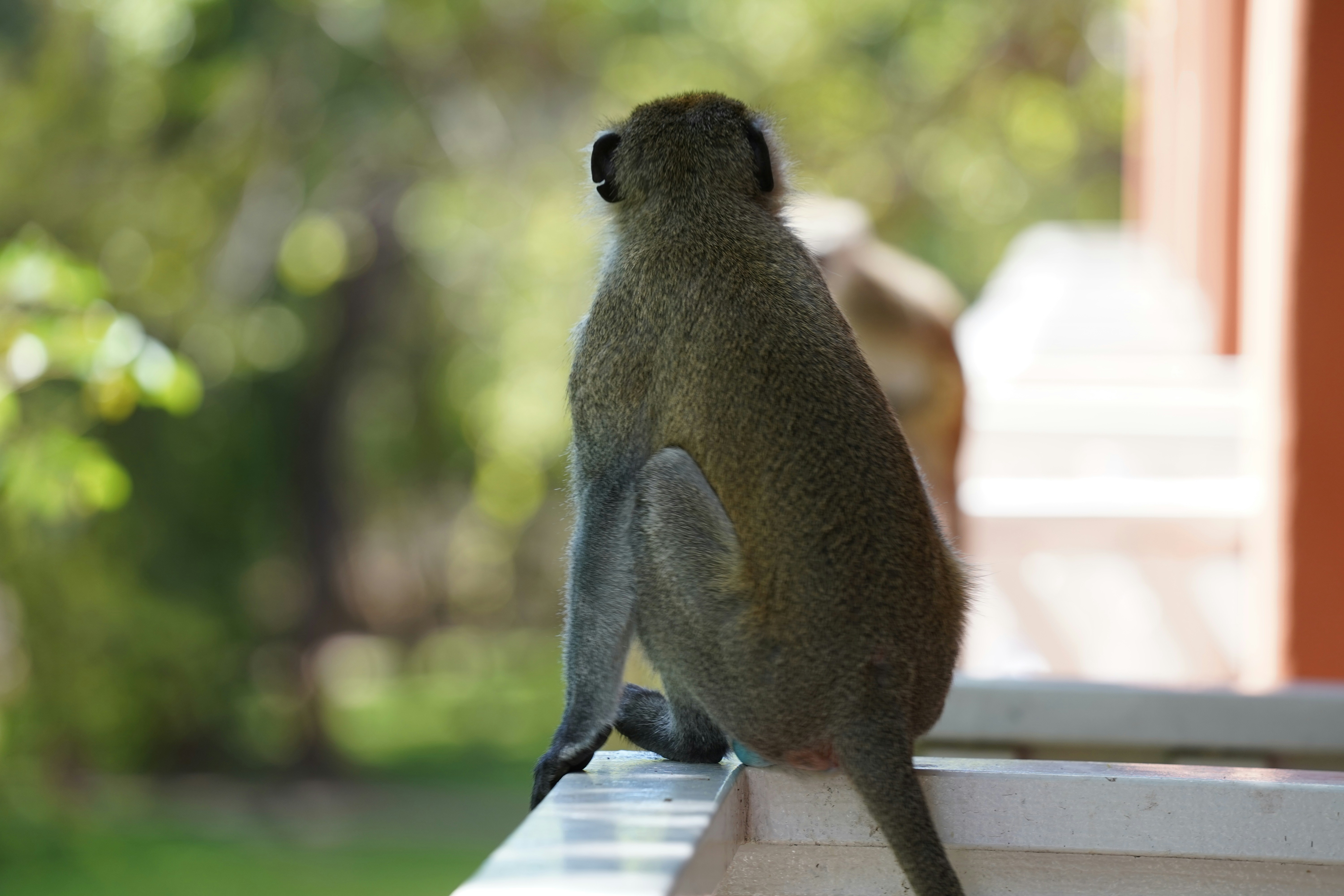 Monkey sits on a ledge, looking away