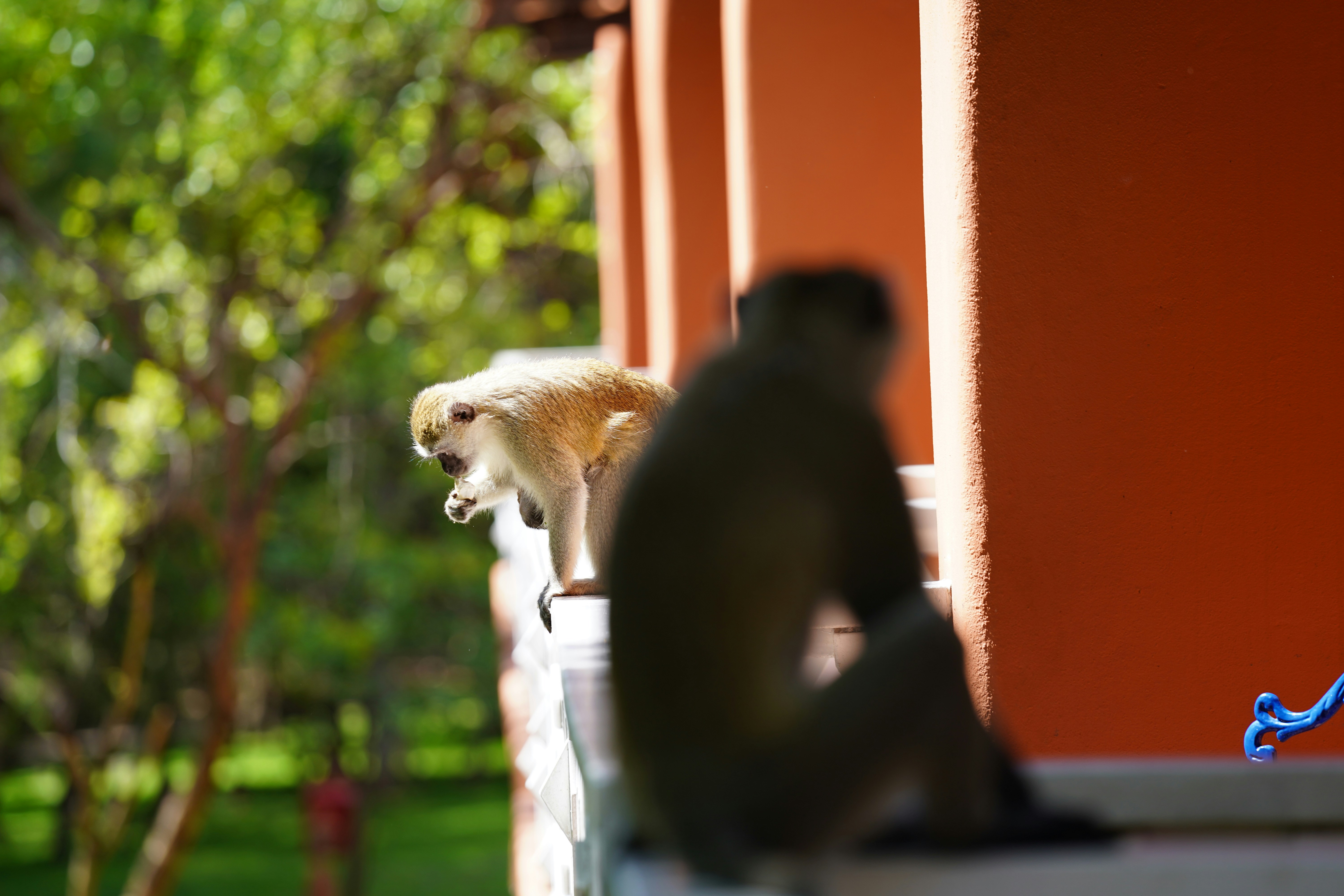 Two monkeys sitting on a railing outdoors.