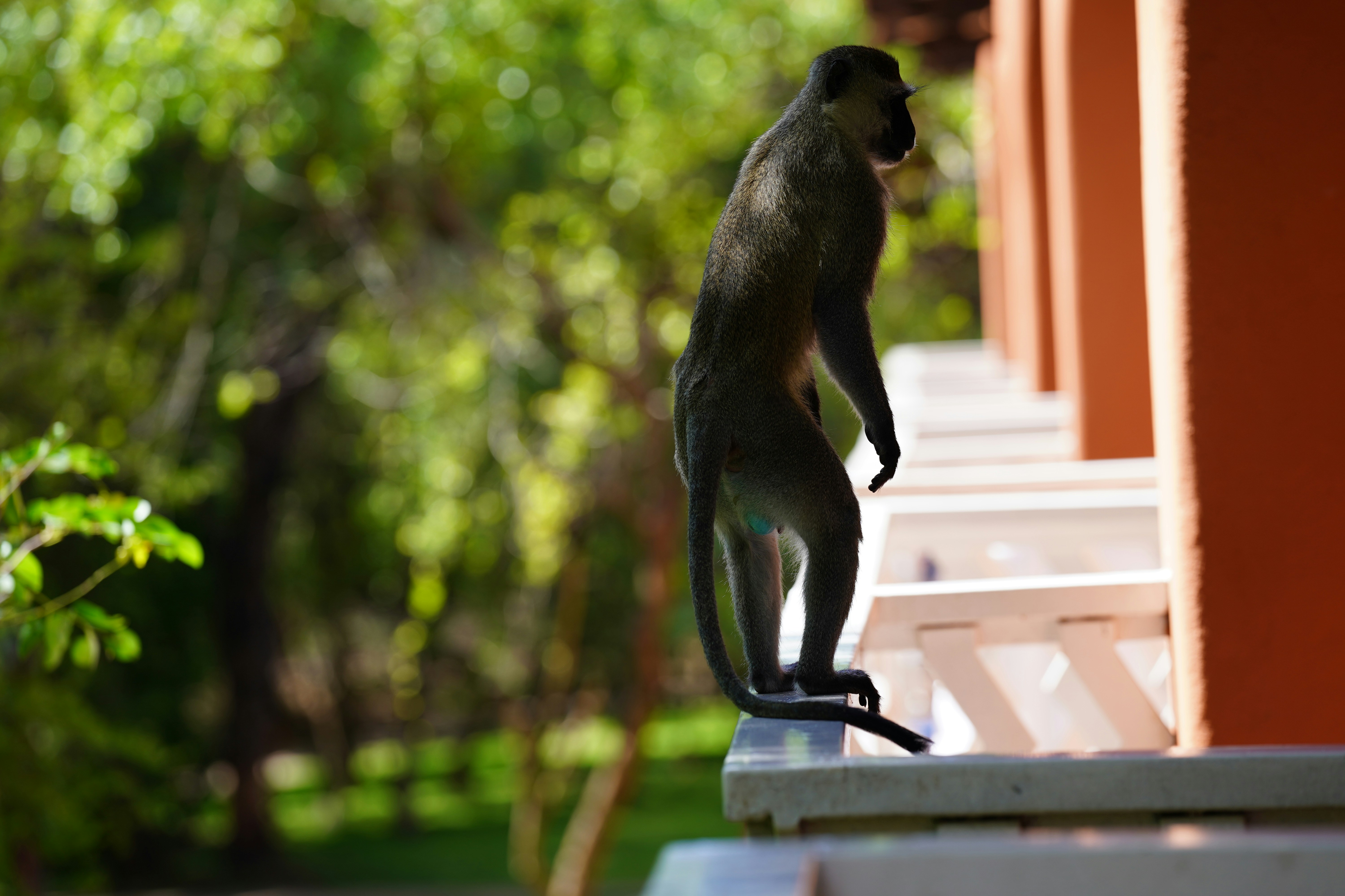 A monkey stands on a railing with trees behind it.