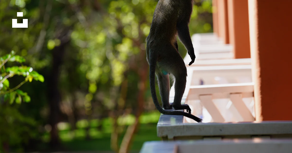 A monkey stands on a railing with trees behind it. photo – Free Animal ...