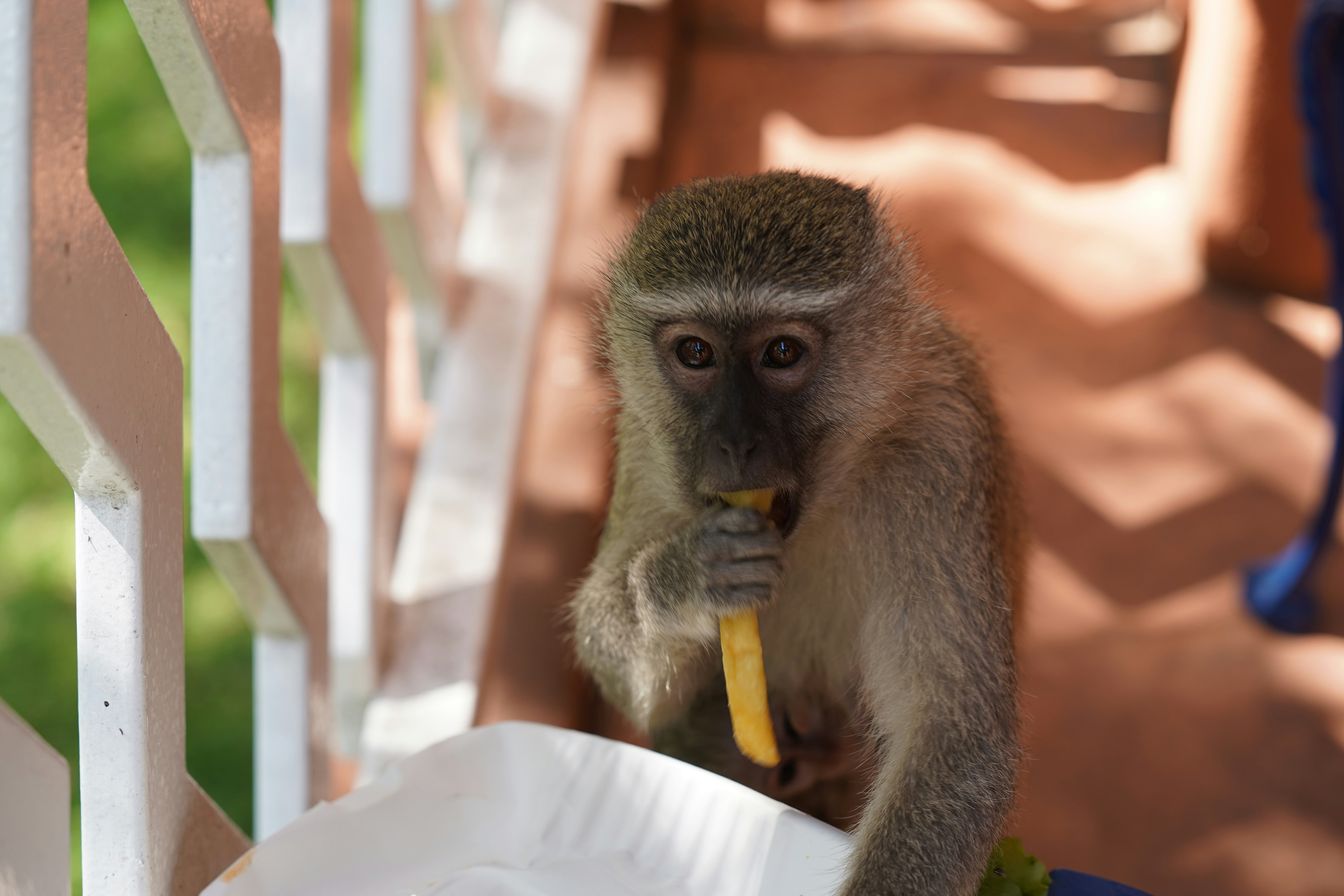 A monkey eating a french fry