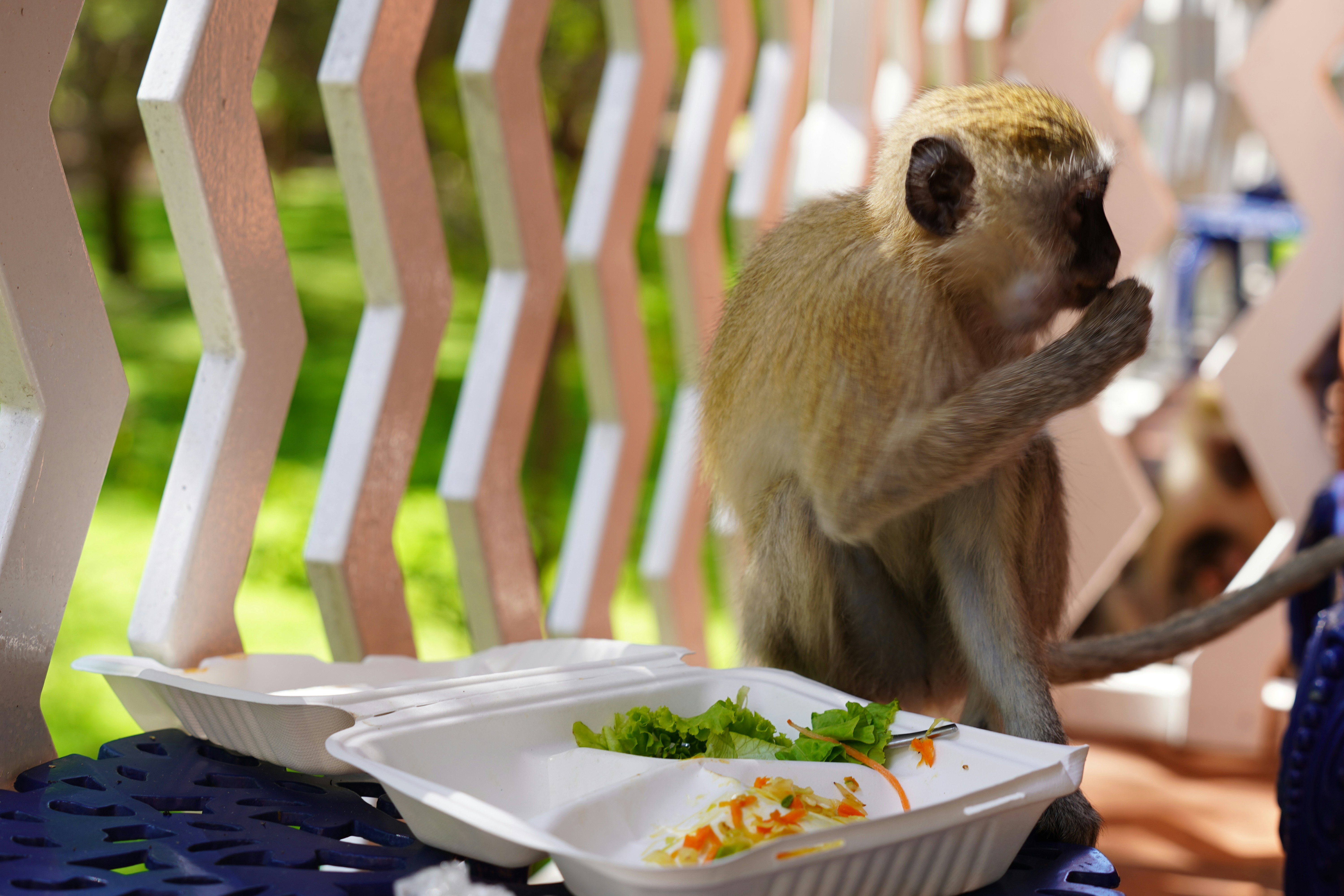 A monkey eating food from a takeout container