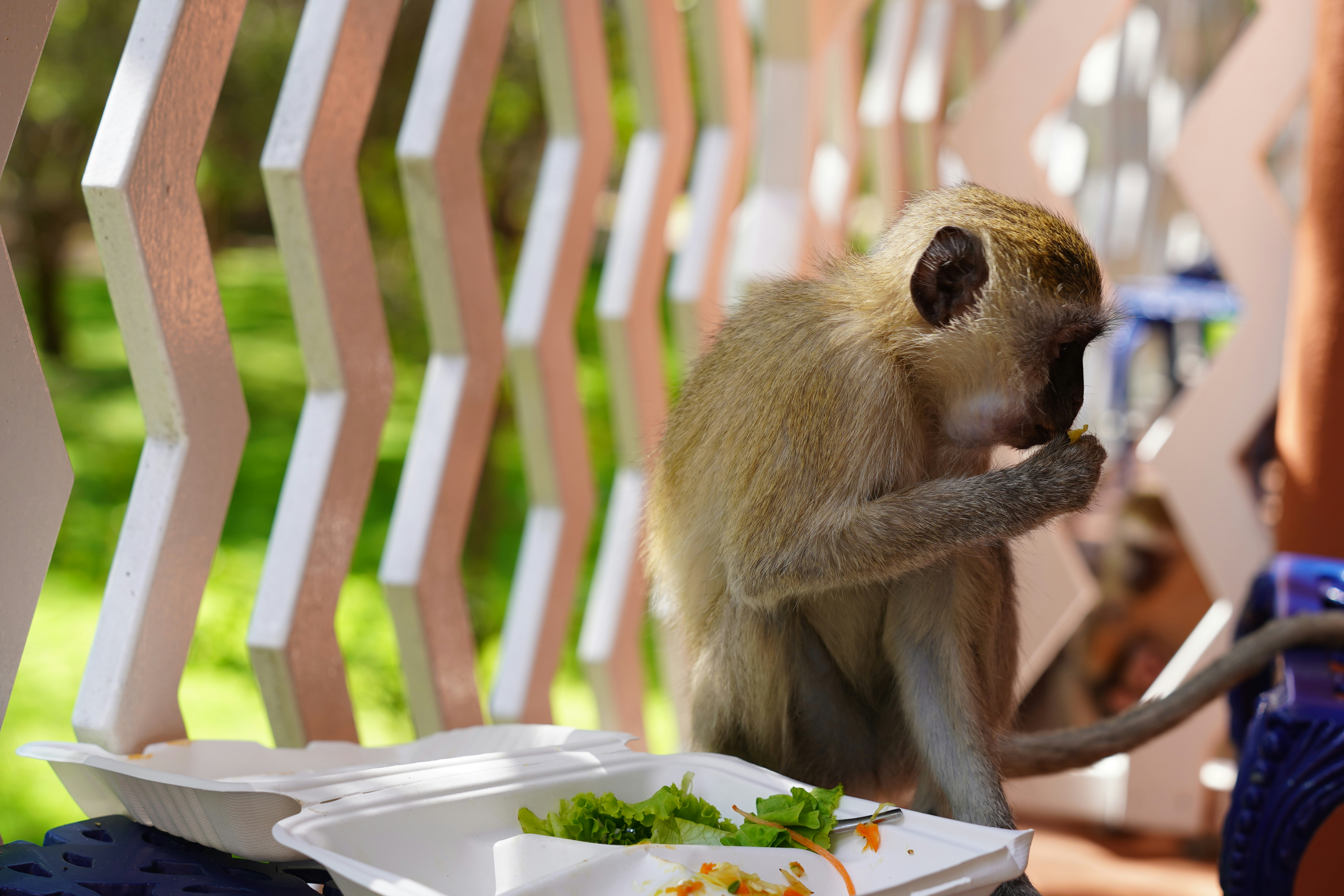 A monkey eats food from a takeout container.