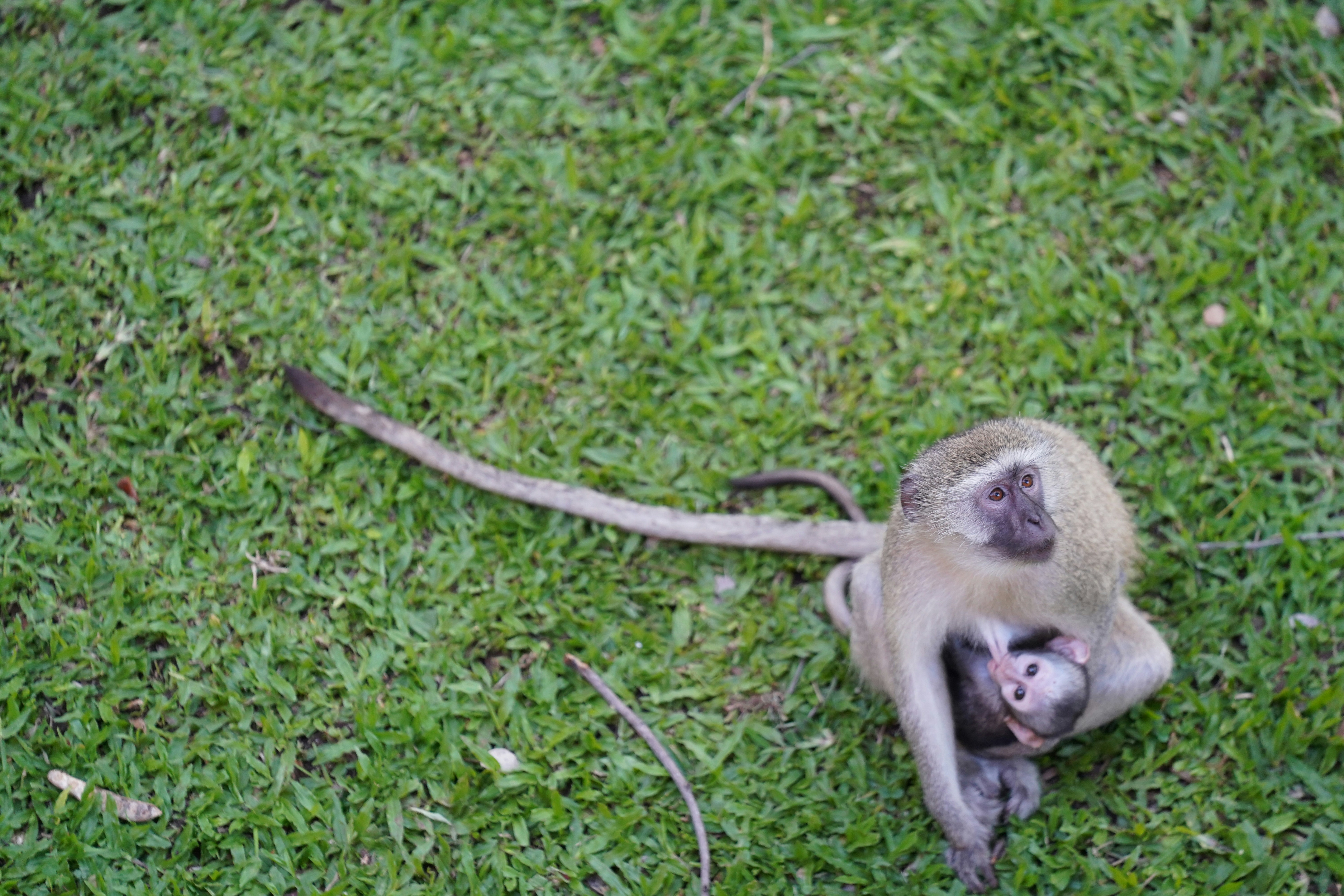 A monkey lies on its back on green grass.