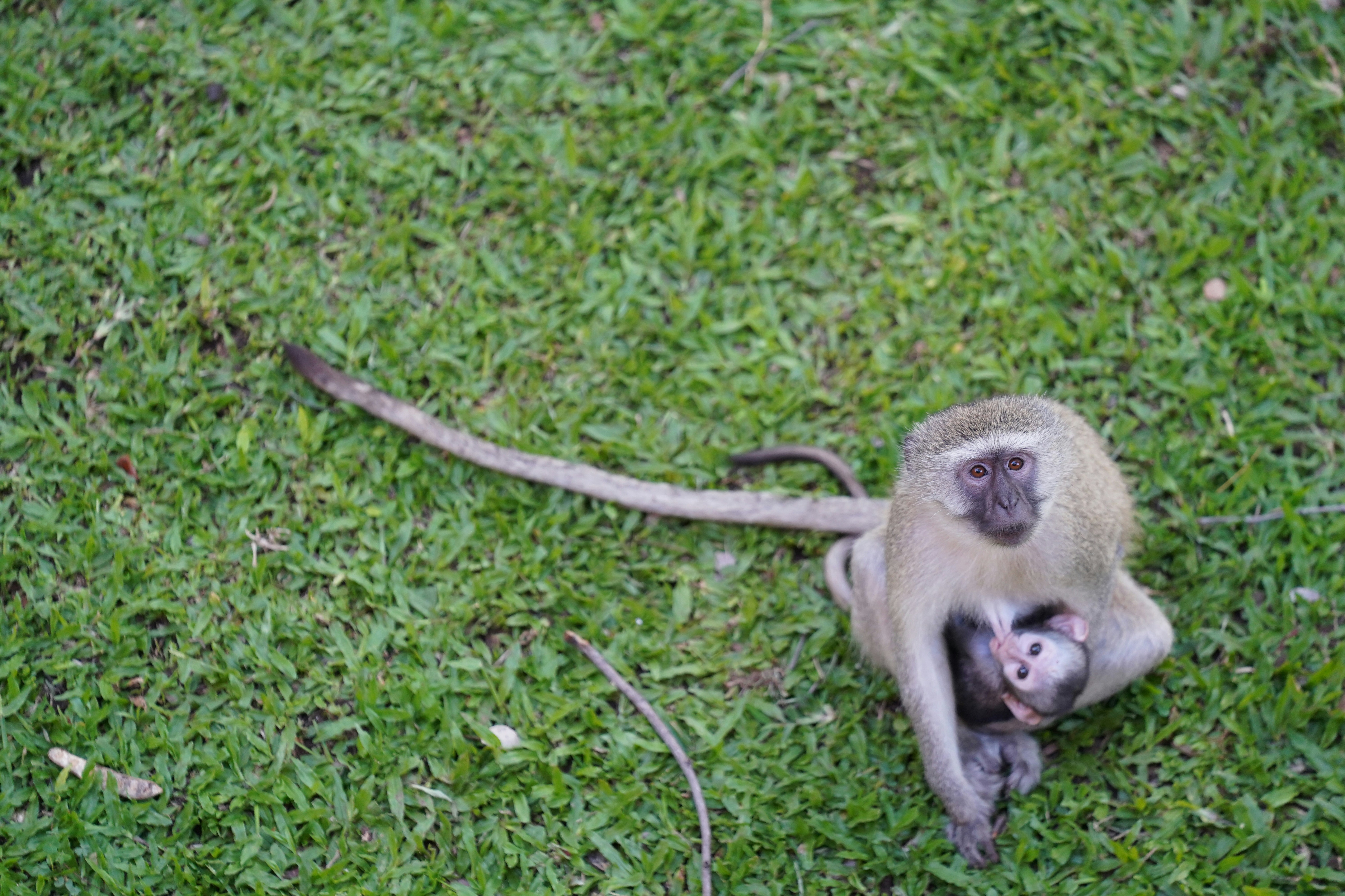 Mother monkey holding her baby on grass