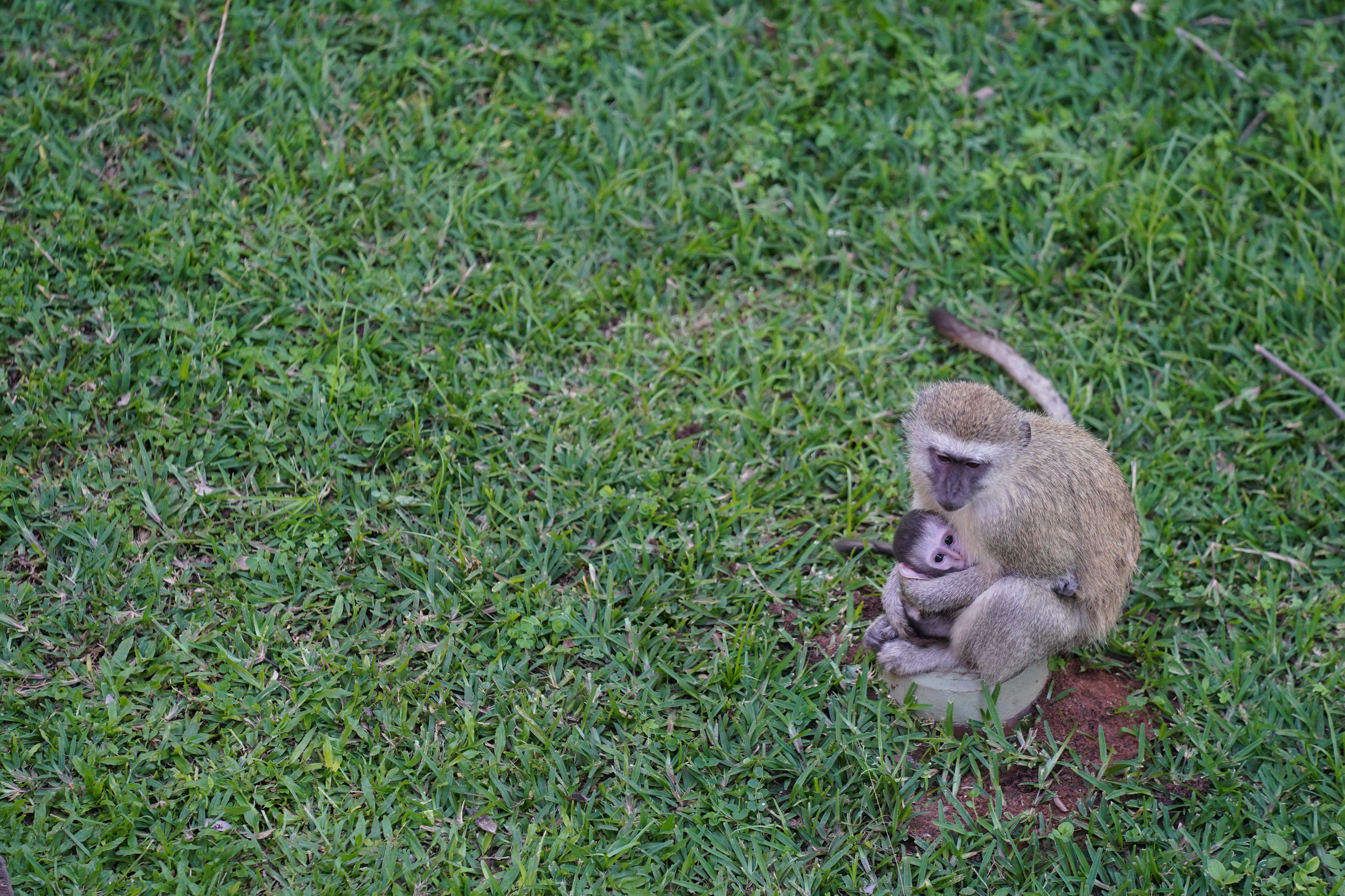 A monkey holds its baby while sitting on grass.