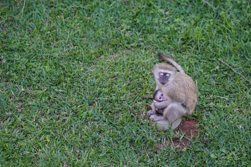 Grandfather and grandson connecting on a couch