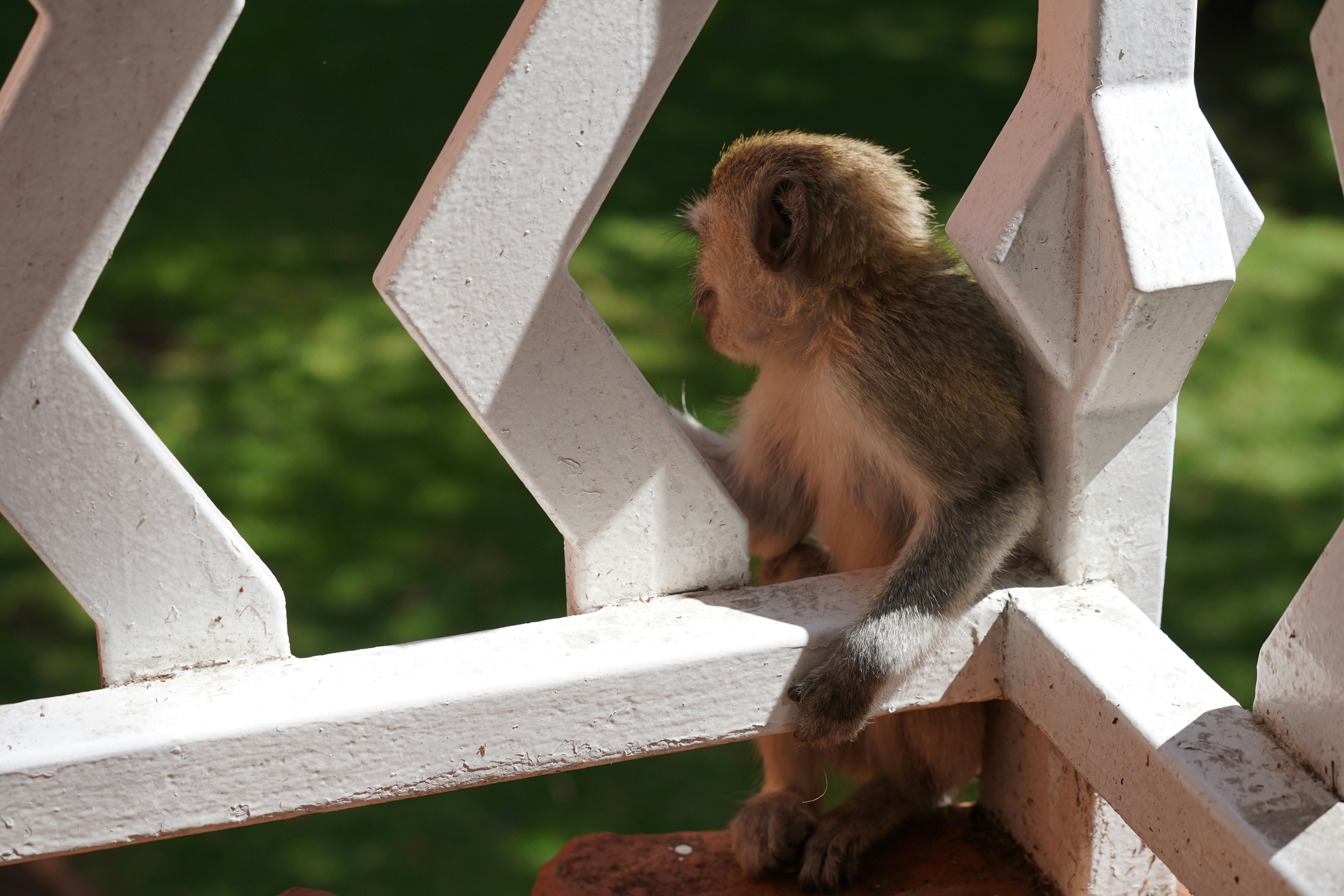 A monkey sits on a white railing outdoors.