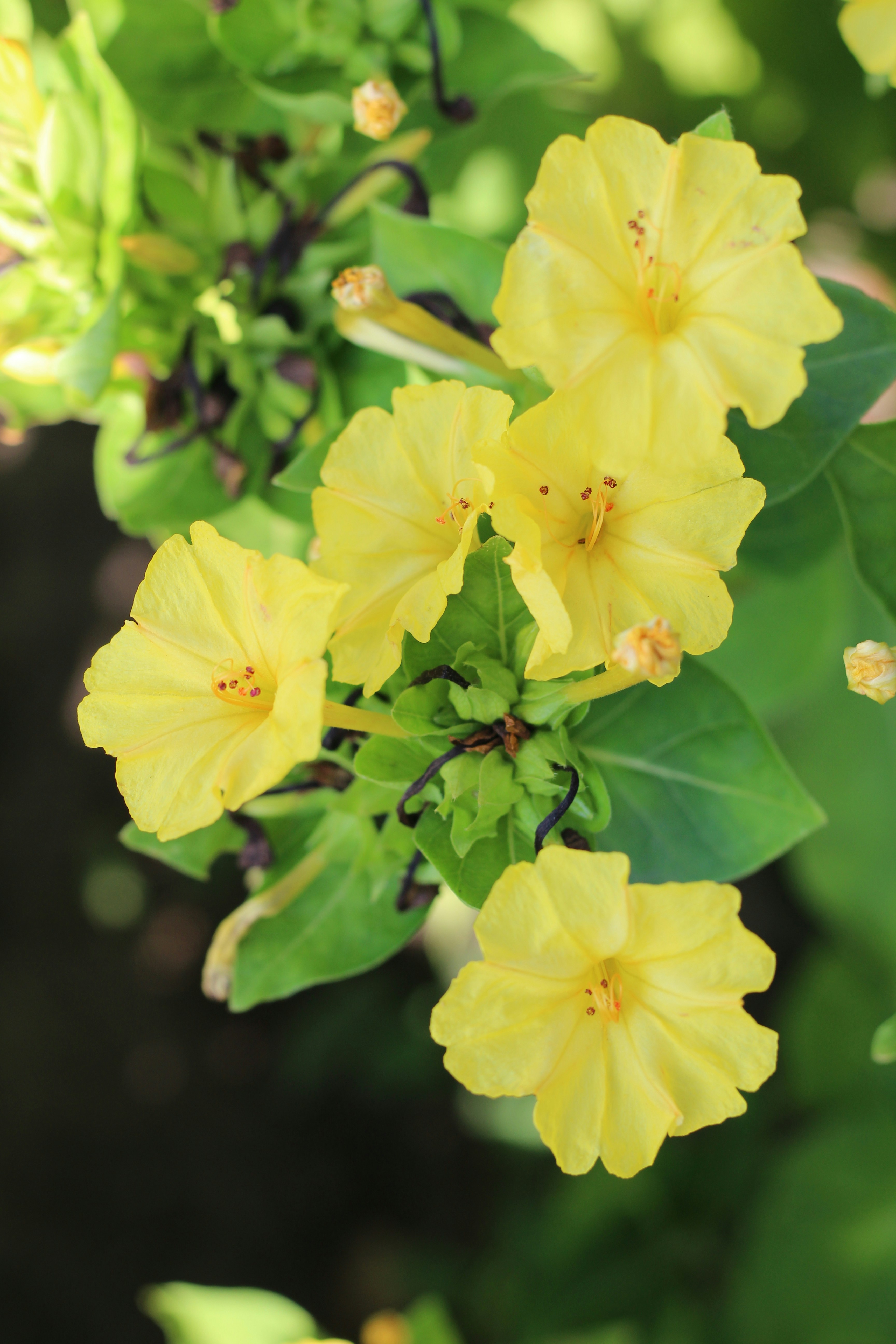 Yellow flowers bloom on a green leafy plant.