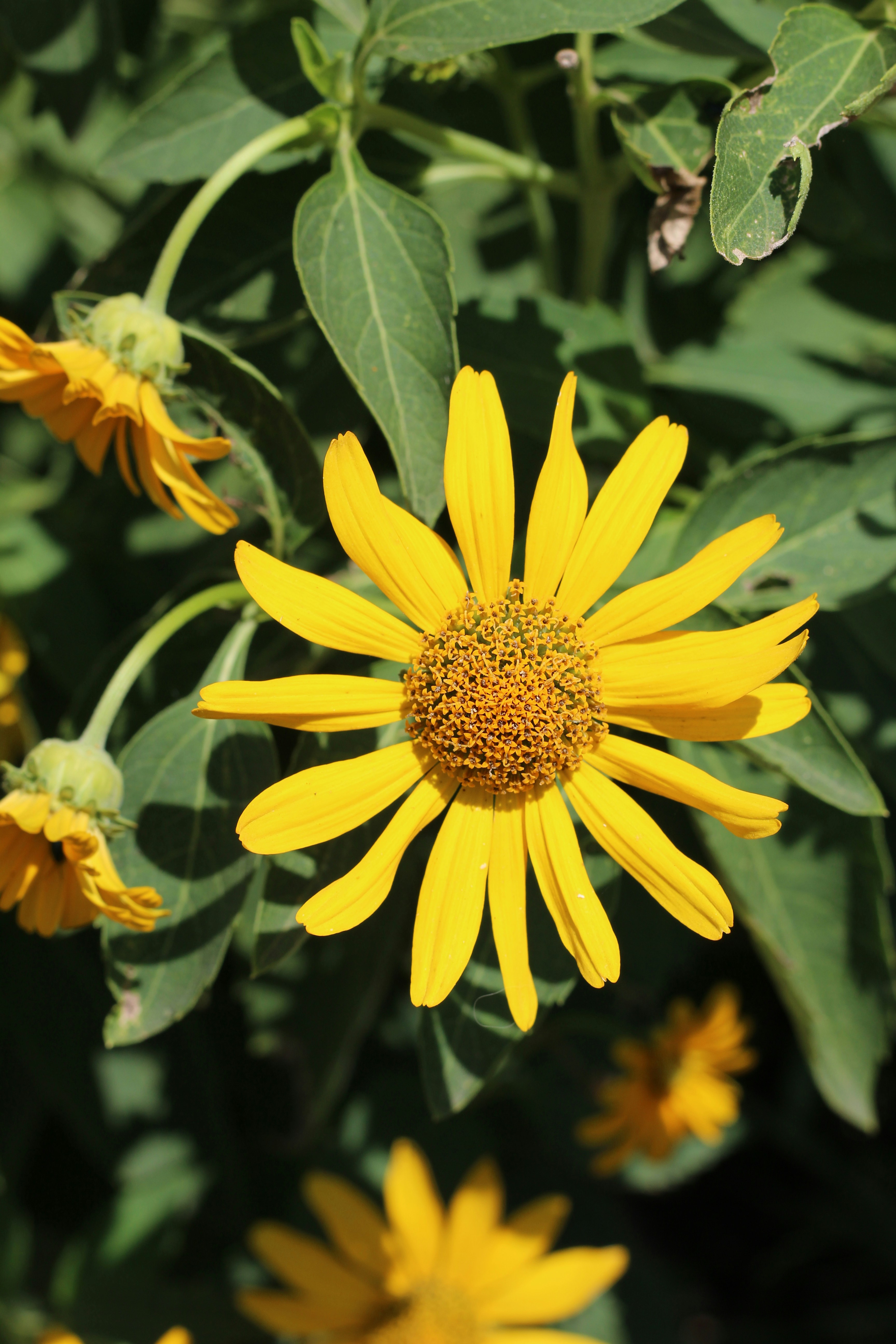 A bright yellow daisy with green leaves