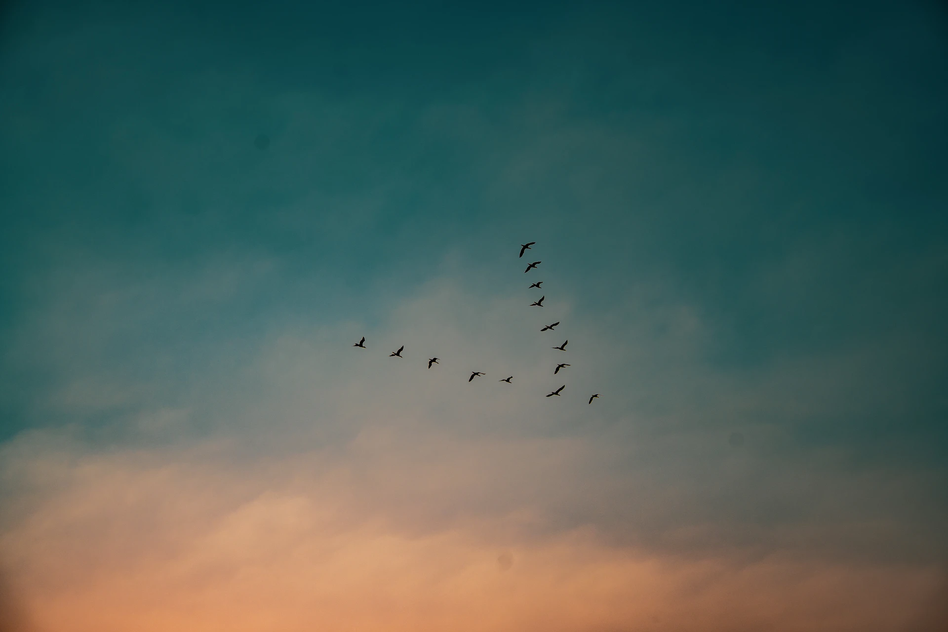 Birds flying in v formation against a sunset sky