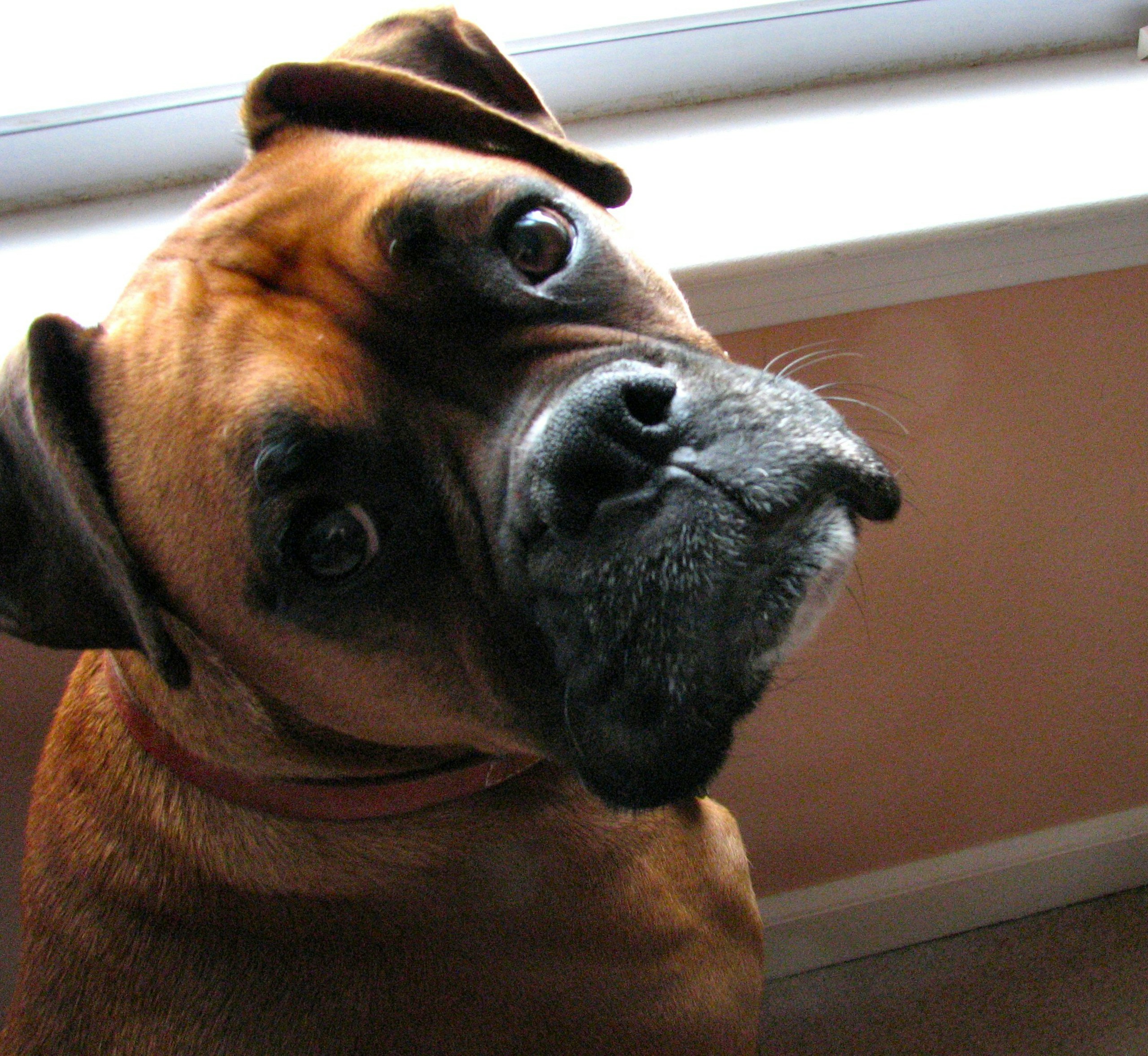 A boxer dog wearing a small hat