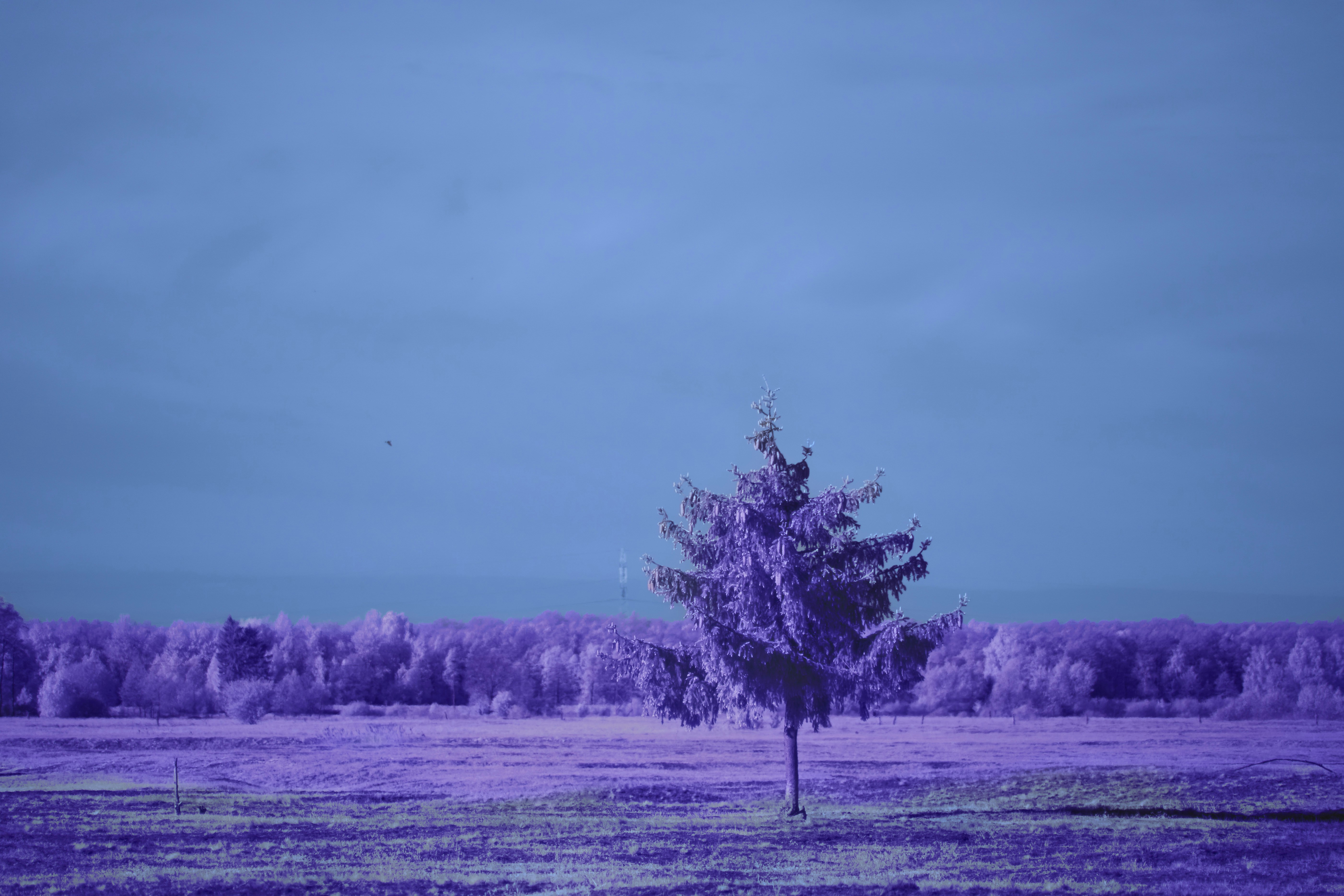 Photo by wolfgang_hasselmann