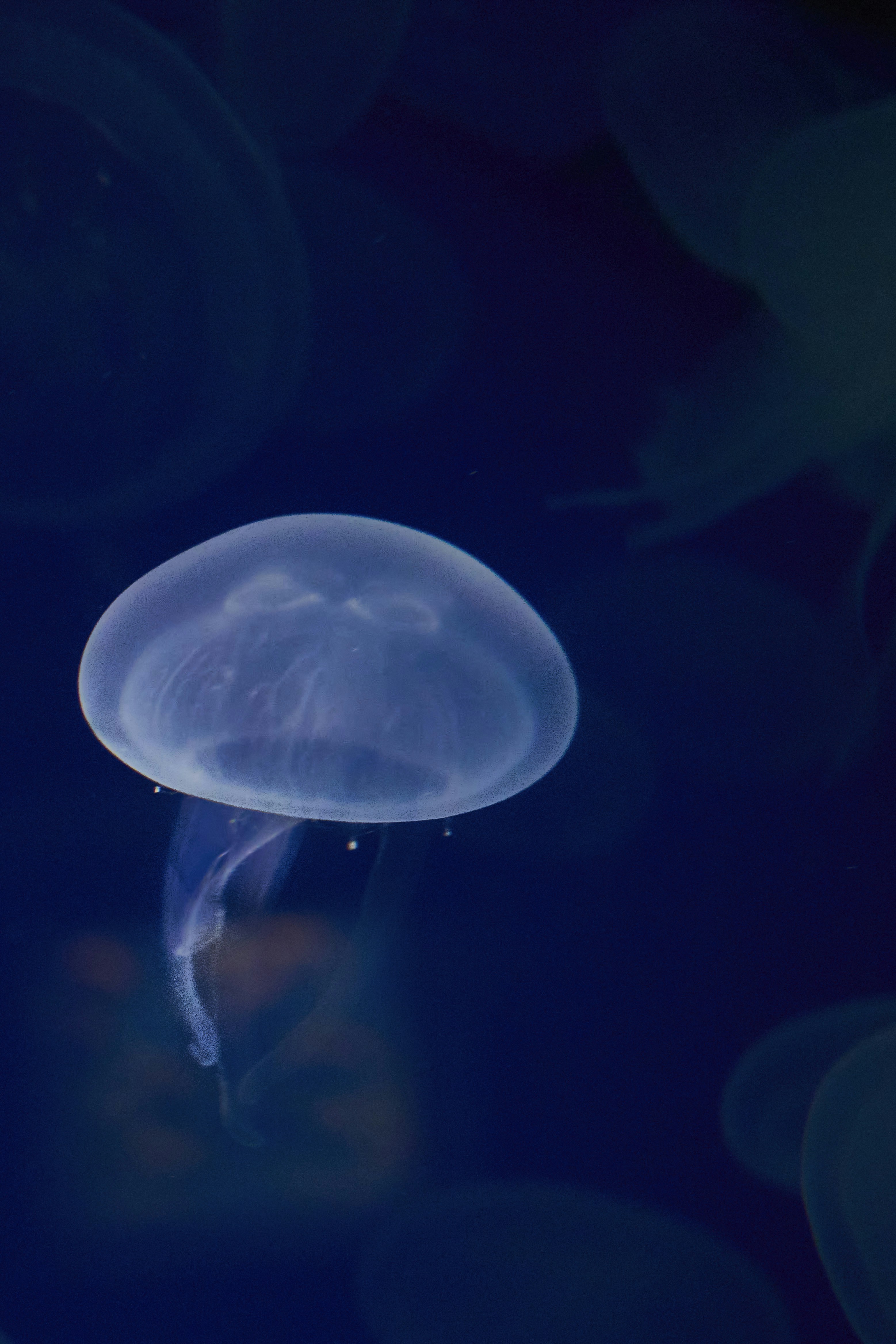 Photo by wolfgang_hasselmann