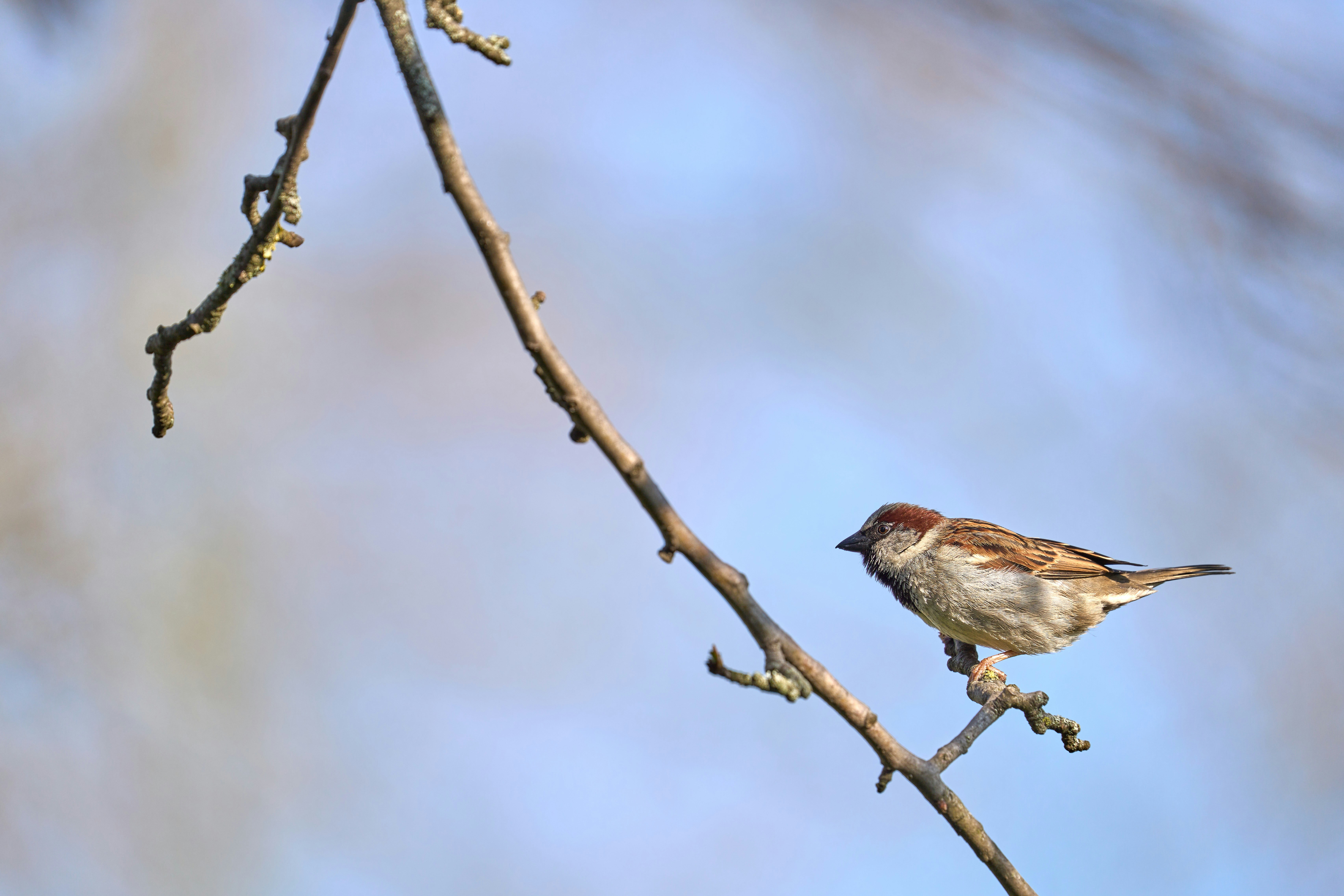 Photo by wolfgang_hasselmann