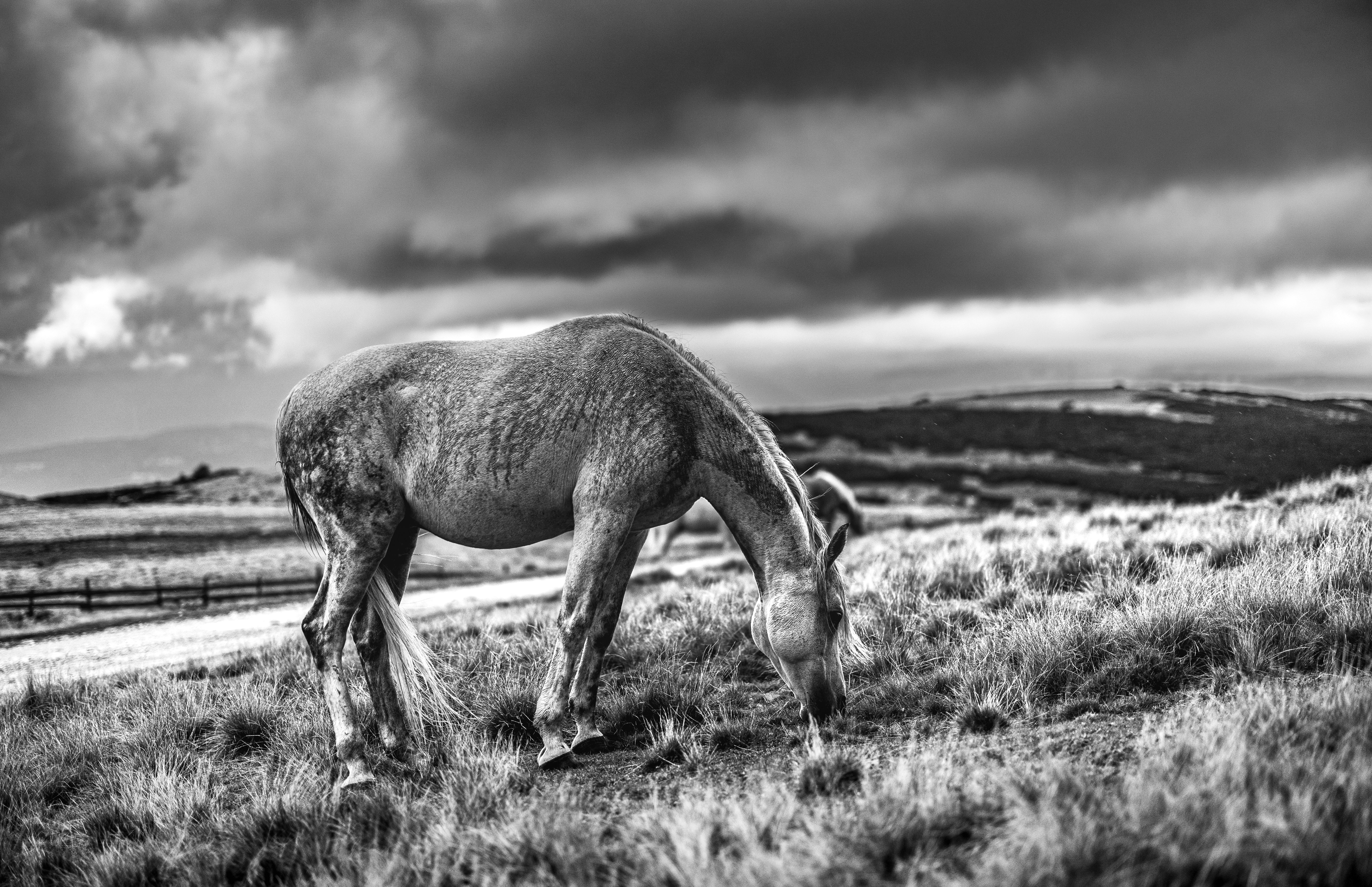 A horse grazing in a field under stormy skies.