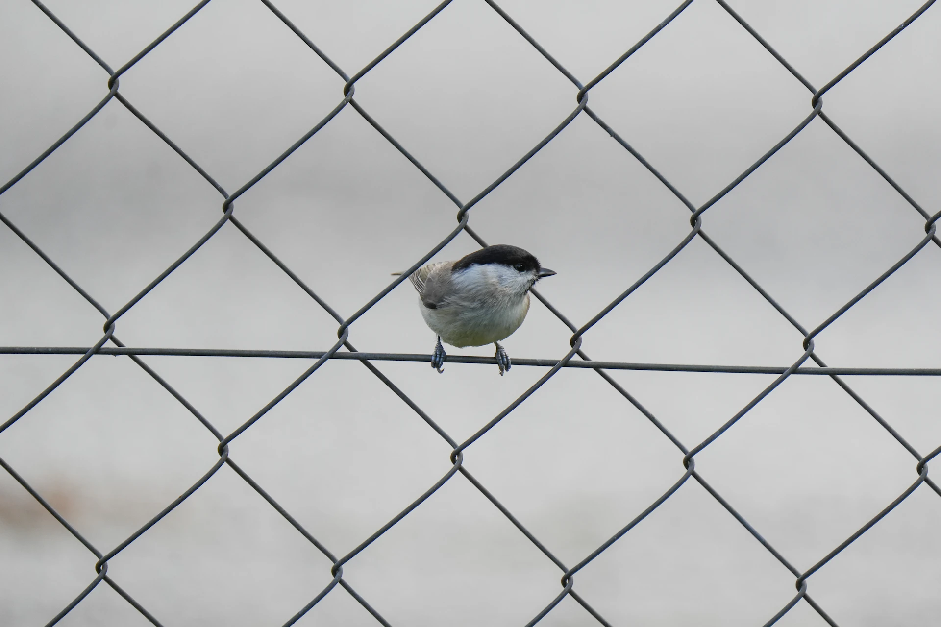 A small bird perched on a wire behind a fence.