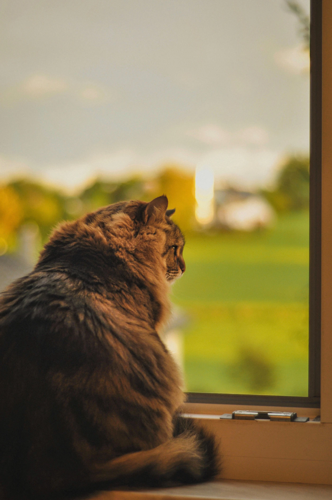 A fluffy long-haired cat sitting on a window sill watching a green field glow gold at sunset