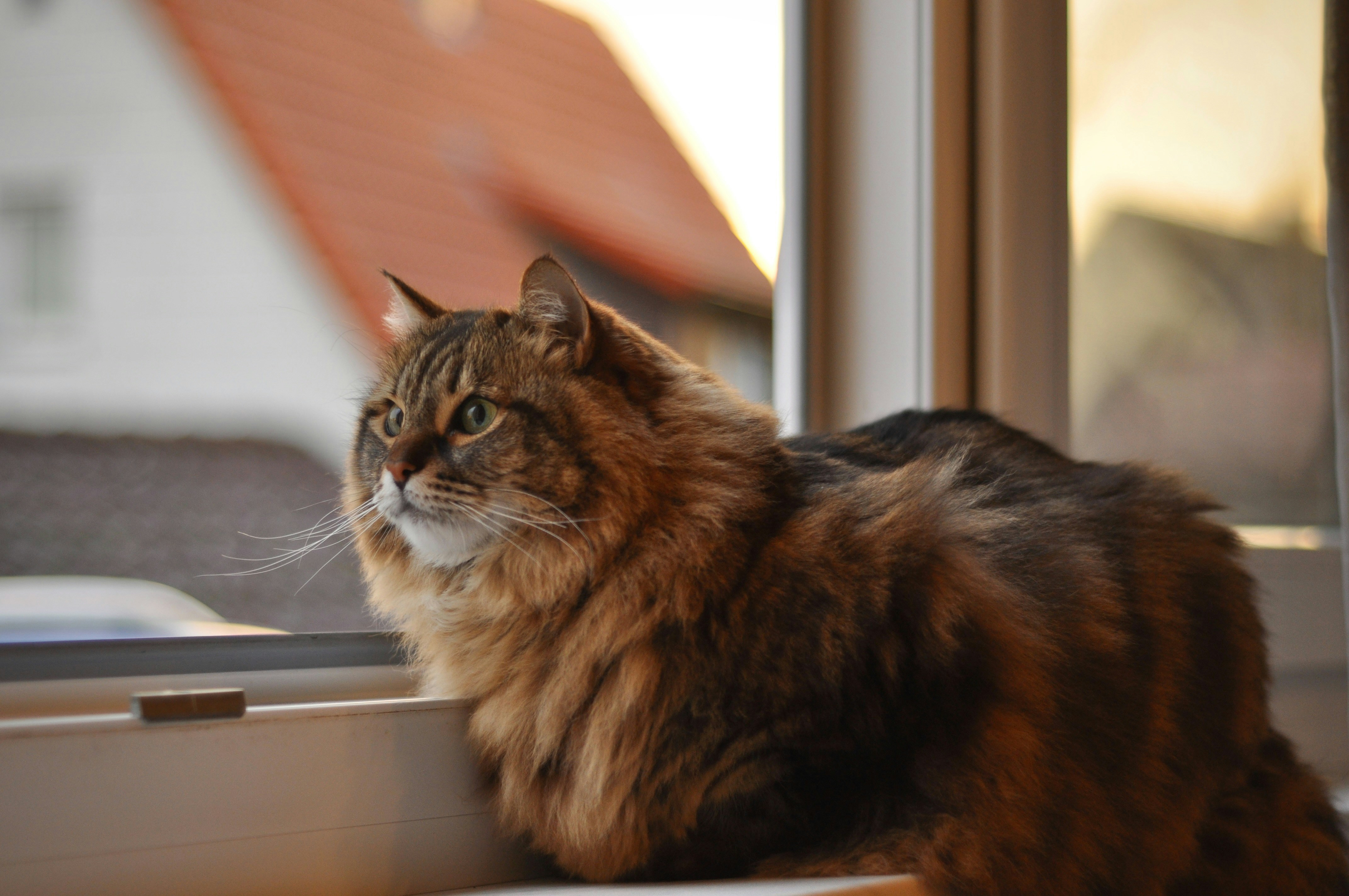 A fluffy cat sits on a windowsill looking outside.