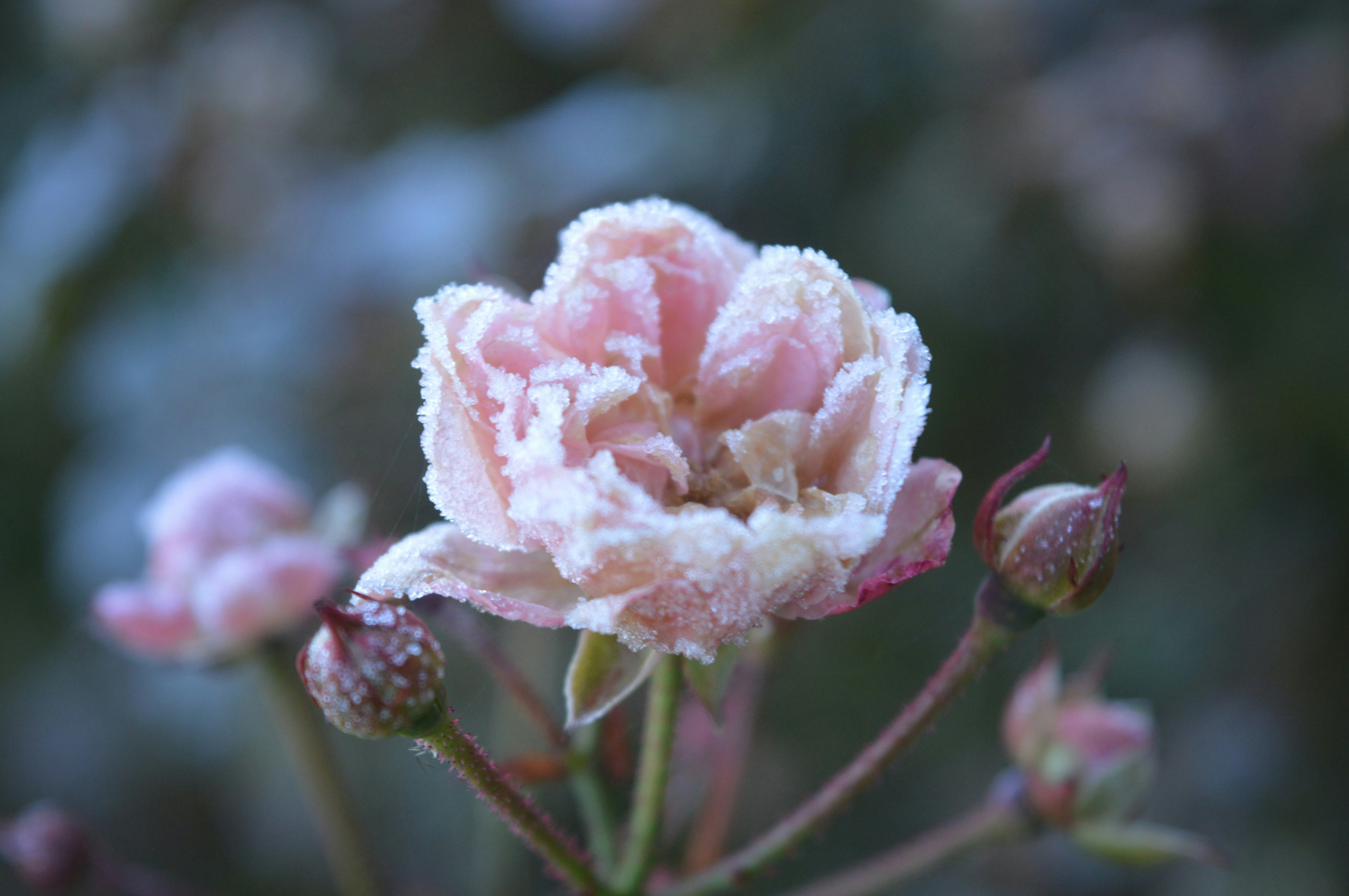 A delicate pink rose covered in frost