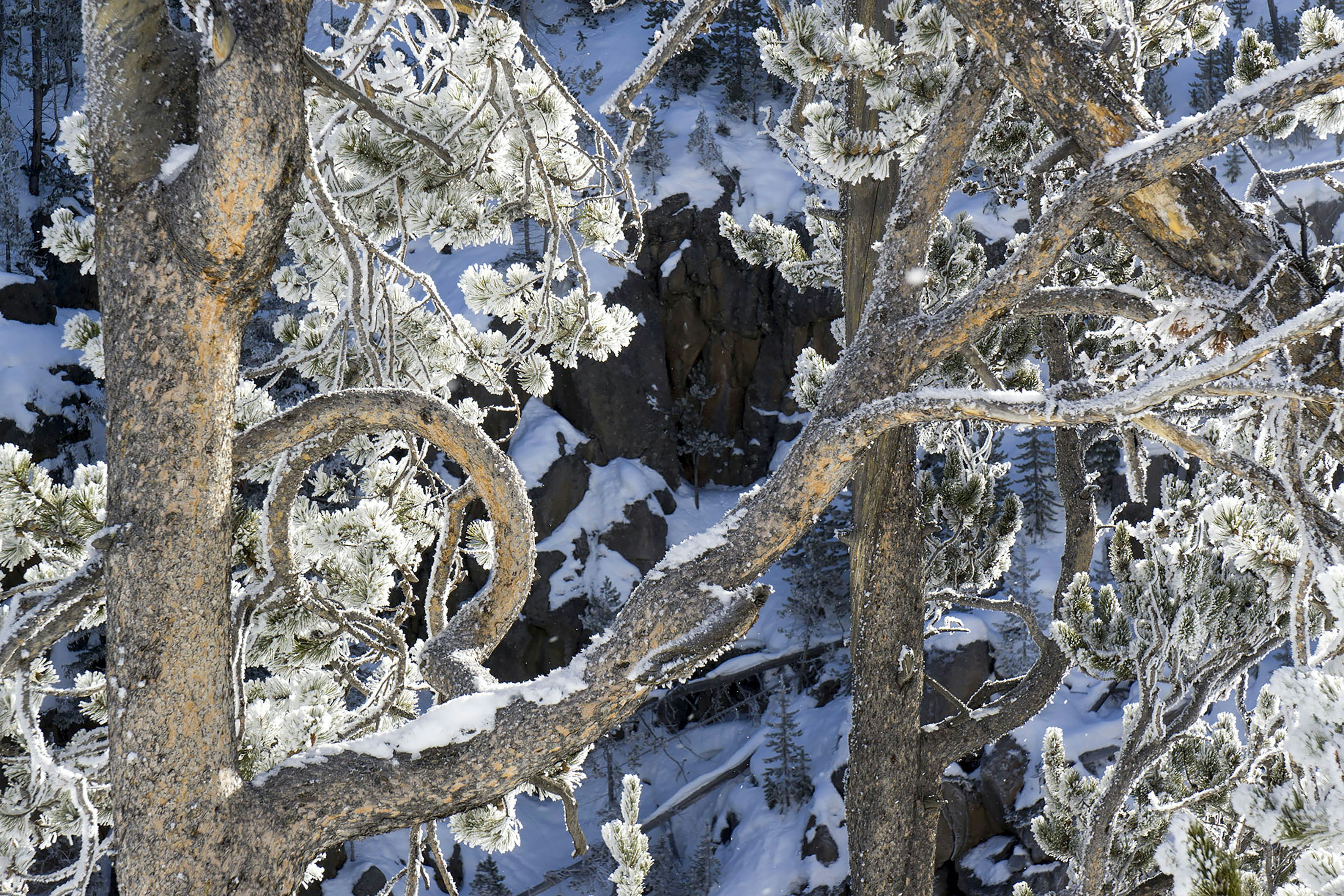 Frosted pine branches against a rocky, snow-dusted background.