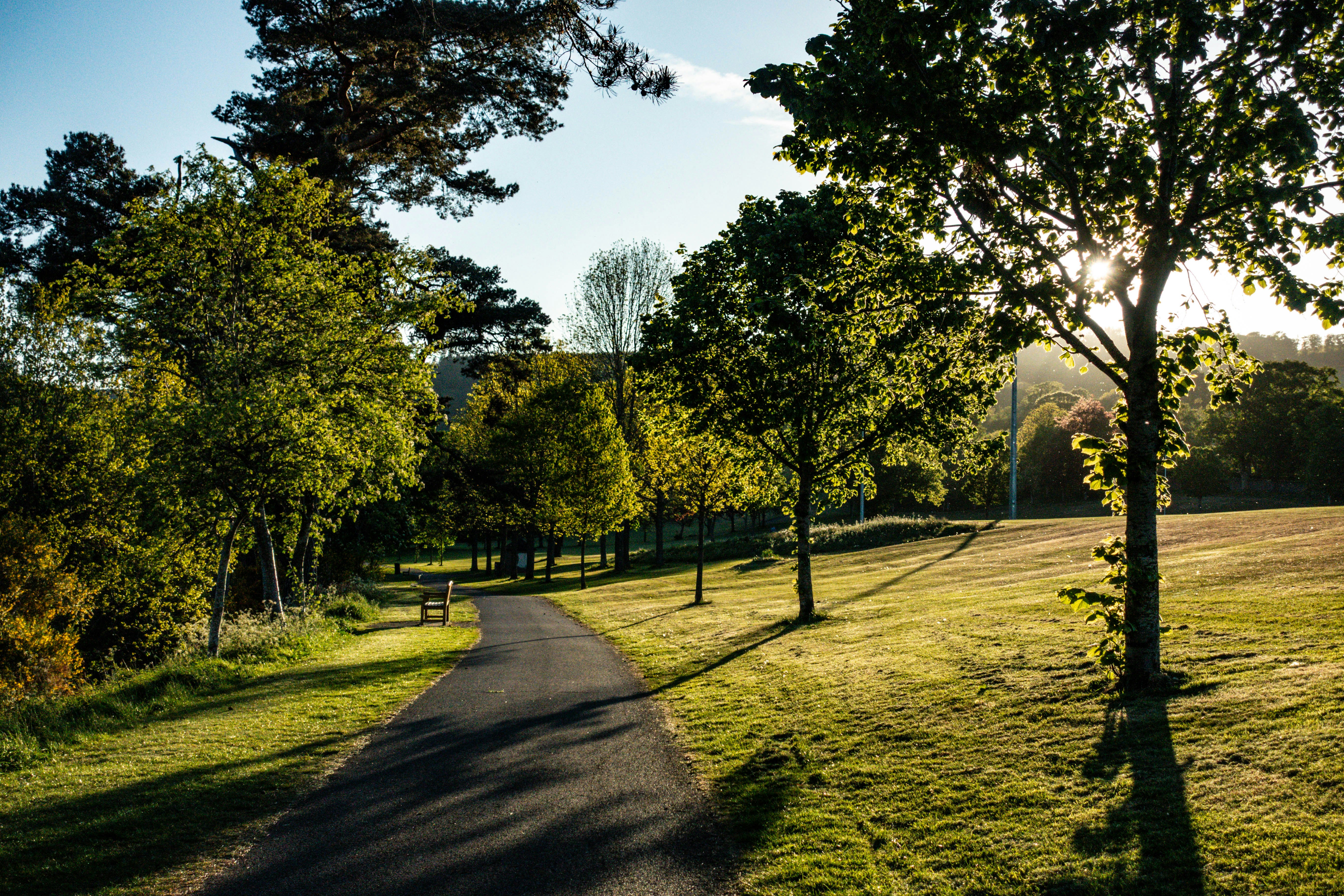 A paved path winds through a sunlit park with trees.